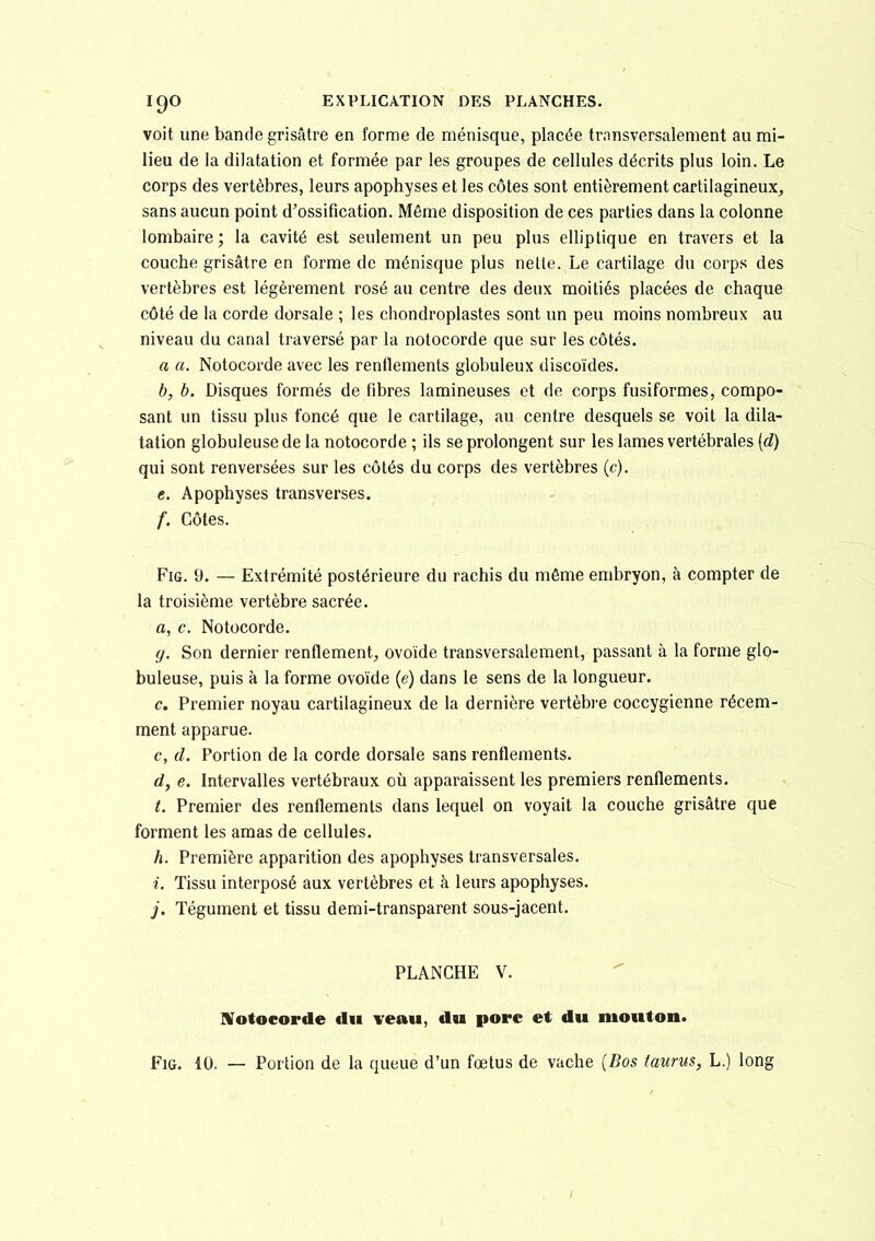 voit une bande grisâtre en forme de ménisque, placée transversalement au mi- lieu de la dilatation et formée par les groupes de cellules décrits plus loin. Le corps des vertèbres, leurs apophyses et les côtes sont entièrement cartilagineux, sans aucun point d'ossification. Même disposition de ces parties dans la colonne lombaire; la cavité est seulement un peu plus elliptique en travers et la couche grisâtre en forme de ménisque plus nelle. Le cartilage du corps des vertèbres est légèrement rosé au centre des deux moitiés placées de chaque côté de la corde dorsale ; les chondroplastes sont un peu moins nombreux au niveau du canal traversé par la notocorde que sur les côtés. a a. Notocorde avec les renflements globuleux discoïdes. b, b. Disques formés de fibres lamineuses et de corps fusiformes, compo- sant un tissu plus foncé que le cartilage, au centre desquels se voit la dila- tation globuleuse de la notocorde ; ils se prolongent sur les lames vertébrales [d) qui sont renversées sur les côtés du corps des vertèbres (c). c. Apophyses transverses. f. Côtes. FiG. 9. — Extrémité postérieure du rachis du môme embryon, à compter de la troisième vertèbre sacrée, a, c. Notocorde. y. Son dernier renflement, ovoïde transversalement, passant à la forme glo- buleuse, puis à la forme ovoïde (e) dans le sens de la longueur. c. Premier noyau cartilagineux de la dernière vertèbre coccygienne récem- ment apparue. c, d. Portion de la corde dorsale sans renflements. d, e. Intervalles vertébraux où apparaissent les premiers renflements. t. Premier des renflements dans lequel on voyait la couche grisâtre que forment les amas de cellules. h. Première apparition des apophyses transversales. i. Tissu interposé aux vertèbres et à leurs apophyses. j. Tégument et tissu demi-transparent sous-jacent. PLANCHE V. STotocorde du veau, du porc et du mouton. FiG. 10. — Portion de la queue d'un fœtus de vache [Bos taurus, L.) long