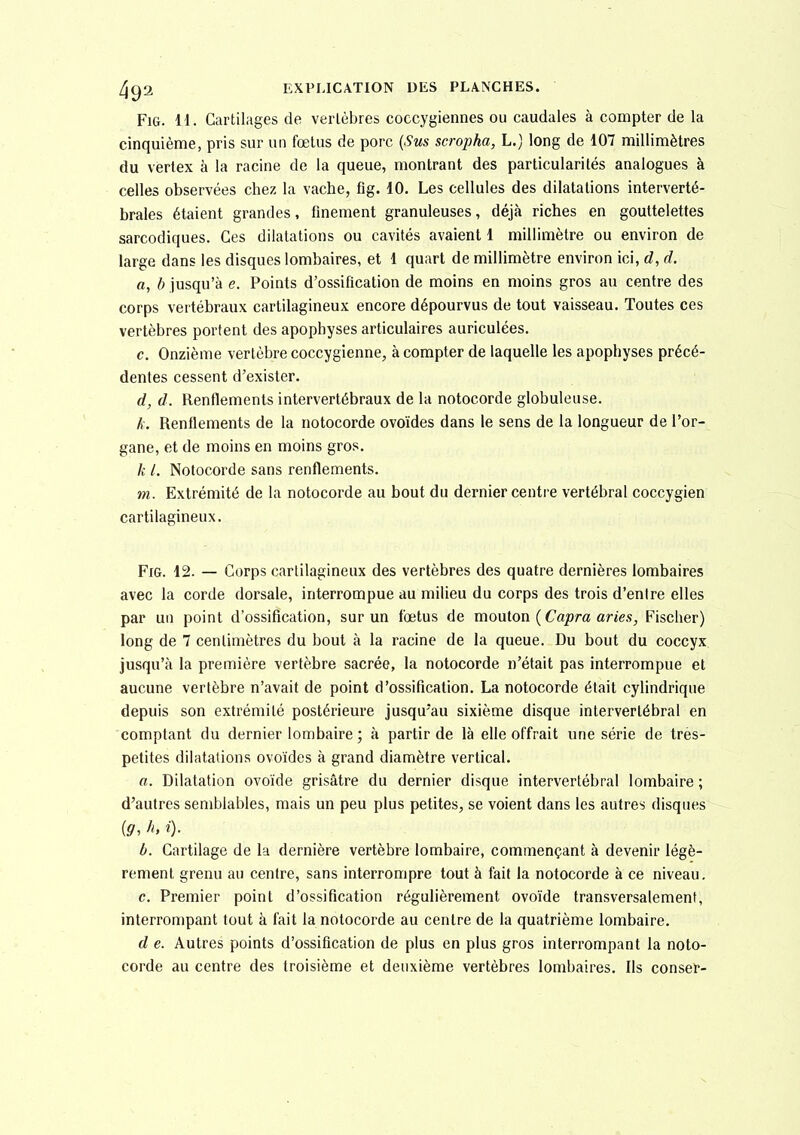 FiG. M. Cartilages de vertèbres coccygiennes ou caudales à compter de la cinquième, pris sur un fœtus de porc {Sus scropha, L.) long de 107 millimètres du vertex à la racine de la queue, montrant des particularités analogues à celles observées chez la vache, fîg. 10. Les cellules des dilatations interverté- brales étaient grandes, finement granuleuses, déjà riches en gouttelettes sarcodiques. Ces dilatations ou cavités avaient 1 millimètre ou environ de large dans les disques lombaires, et 1 quart de millimètre environ ici, d, d. a, b jusqu'à e. Points d'ossification de moins en moins gros au centre des corps vertébraux cartilagineux encore dépourvus de tout vaisseau. Toutes ces vertèbres portent des apophyses articulaires auriculées. c. Onzième vertèbre coccygienne, à compter de laquelle les apophyses précé- dentes cessent d'exister. d, d. Renflements intervertébraux de la notocorde globuleuse. k. Renflements de la notocorde ovoïdes dans le sens de la longueur de l'or- gane, et de moins en moins gros. k 1. Notocorde sans renflements. m. Extrémité de la notocorde au bout du dernier centre vertébral coccygien cartilagineux. FiG. 12. — Corps cartilagineux des vertèbres des quatre dernières lombaires avec la corde dorsale, interrompue au milieu du corps des trois d'entre elles par un point d'ossification, sur un fœtus de mouton (Ca/)ra ânes, Fischer) long de 7 centimètres du bout à la racine de la queue. Du bout du coccyx jusqu'à la première vertèbre sacrée, la notocorde n'était pas interrompue et aucune vertèbre n'avait de point d'ossification. La notocorde était cylindrique depuis son extrémité postérieure jusqu'au sixième disque intervertébral en comptant du dernier lombaire ; à partir de là elle offrait une série de très- petites dilatations ovoïdes à grand diamètre vertical. a. Dilatation ovoïde grisâtre du dernier disque intervertébral lombaire ; d'autres semblables, mais un peu plus petites, se voient dans les autres disques {9, fi. «■)• b. Cartilage de la dernière vertèbre lombaire, commençant à devenir légè- rement grenu au centre, sans interrompre tout à fait la notocorde à ce niveau, c. Premier point d'ossification régulièrement ovoïde transversalement, interrompant tout à fait la notocorde au centre de la quatrième lombaire. d e. Autres points d'ossification de plus en plus gros interrompant la noto- corde au centre des troisième et deuxième vertèbres lombaires. Ils conser-