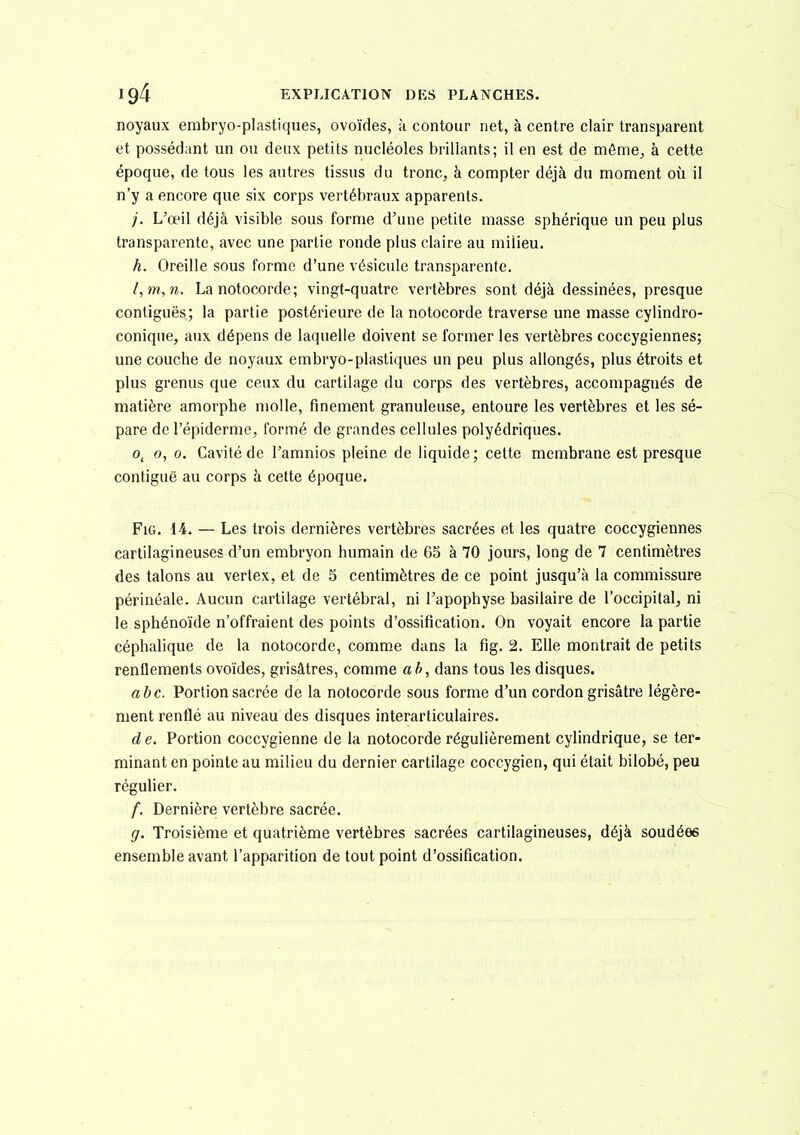 noyaux embryo-plastiques, ovoïdes, à contour net, à centre clair transparent et possédant un ou deux petits nucléoles brillants; il en est de même^ à cette époque, de tous les autres tissus du tronc, à compter déjà du moment où il n'y a encore que six corps vertébraux apparents. ;'. L^œil déjà visible sous forme d'une petite niasse sphérique un peu plus transparente, avec une partie ronde plus claire au milieu. h. Oreille sous forme d'une vésicule transparente. l,m,n. Lanotocorde; vingt-quatre vertèbres sont déjà dessinées, presque contiguës; la partie postérieure de la notocorde traverse une masse cylindro- conique, aux dépens de laquelle doivent se former les vertèbres coccygiennes; une couche de noyaux embryo-plastiques un peu plus allongés, plus étroits et plus grenus que ceux du cartilage du corps des vertèbres, accompagnés de matière amorphe molle, finement granuleuse, entoure les vertèbres et les sé- pare de l'épiderme, formé de grandes cellules polyédriques. 0, 0, 0. Cavité de l'amnios pleine de liquide; cette membrane est presque contiguë au corps à cette époque. FiG. 14. — Les trois dernières vertèbres sacrées et les quatre coccygiennes cartilagineuses d'un embryon humain de 65 à 70 jours, long de 7 centimètres des talons au vertex, et de 5 centimètres de ce point jusqu'à la commissure périnéale. Aucun cartilage vertébral, ni l'apophyse basilaire de l'occipital, ni le sphénoïde n'offraient des points d'ossification. On voyait encore la partie céphalique de la notocorde, comme dans la fig. 2. Elle montrait de petits renflements ovoïdes, grisâtres, comme ab, dans tous les disques. abc. Portion sacrée de la notocorde sous forme d'un cordon grisâtre légère- ment renflé au niveau des disques interarticulaires. d e. Portion coccygienne de la notocorde régulièrement cylindrique, se ter- minant en pointe au milieu du dernier cartilage coccygien, qui était bilobé, peu régulier. f. Dernière vertèbre sacrée. g. Troisième et quatrième vertèbres sacrées cartilagineuses, déjà soudées ensemble avant l'apparition de tout point d'ossification.