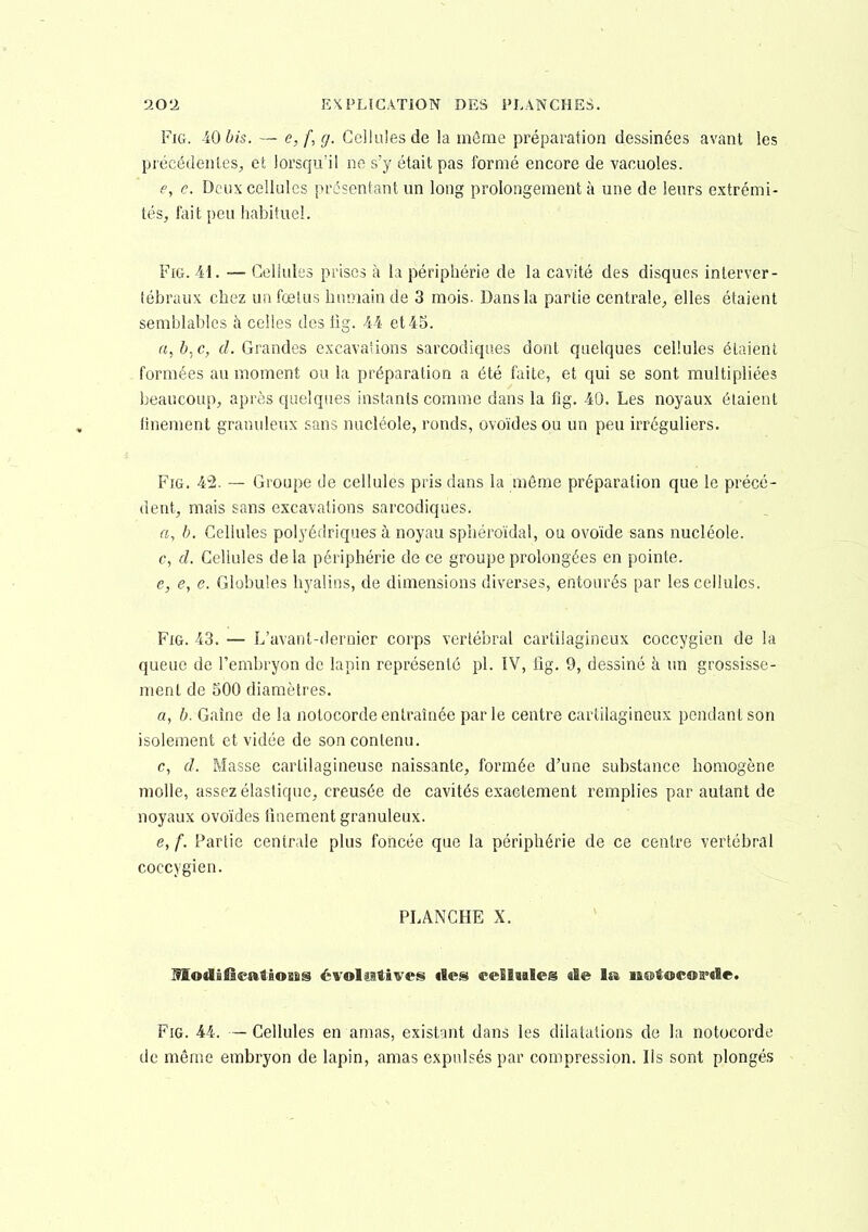 FiG. 40 bis. — e, f, g. Cellules de la môme préparation dessinées avant les précédentes;, et lorsqu'il ne s'y était pas formé encore de vacuoles. e, c. Deux cellules présentant un long prolongement à une de leurs extrémi- tés, fait peu habituel. FiG. \\. — Cellules prises à la périphérie de la cavité des disques interver- tébraux chez un fœtus humain de 3 mois. Dans la partie centrale;, elles étaient semblables à celles des tig. 44 et 45. a,b,c, Grandes excavations sarcodiqaes dont quelques cellules étaient formées au moment ou la préparation a été faite, et qui se sont multipliées beaucoup, après quelques instants comme dans la fig. 40. Les noyaux étaient iinement granuleux sans nucléole, ronds, ovoïdes ou un peu irréguliers. Fig. 42. -— Groupe de cellules pris dans la même préparation que le précé- dent, mais sans excavations sarcodiques. «, Cellules polyédriques à noyau sphéroïdal, ou ovoïde sans nucléole. c, d. Cellules delà périphérie de ce groupe prolongées en pointe. e, e, e. Globules hj'alins, de dimensions diverses, entourés par les cellules. Fig. 43. — L'avant-deruier corps vertébral cartilagineux coccygien de la queue de l'embryon de lapin représenté pl. IV, ilg. 9, dessiné à un grossisse- ment de 500 diamètres. a, b. Gaîne de la nolocorde entraînée par le centre cartilagineux pendant son isolement et vidée de son contenu. c, d. Masse cartilagineuse naissante, formée d'une substance homogène molle, assez élastique, creusée de cavités exactement remplies par autant de noyaux ovoïdes tîaeraent granuleux. e, f. Partie centrale plus foncée que la périphérie de ce centre vertébral coccygien. PLANCHE X. ModiËeatiosfis évolutives îles ceSlttles «le la notocorde. Fig. 44. —Cellules en amas, existant dans les dilatations de la notocorde de même embryon de lapin, amas expulsés par compression. Ils sont plongés