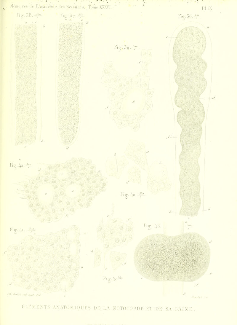 li^mojiTs (le r;\c,i(l('ini(' (l(\s Sciciicen, Tome Xy\XVJ 10-, on L\. e-...!.....I LA J'i,r. 43. Fier. 4().4ï if Fio'.4ol'- Fi iq-, 40. KI.1^^[EXTS AXATOMinFKS DK LA NOTOCOFDF KT DK SA GAIXE