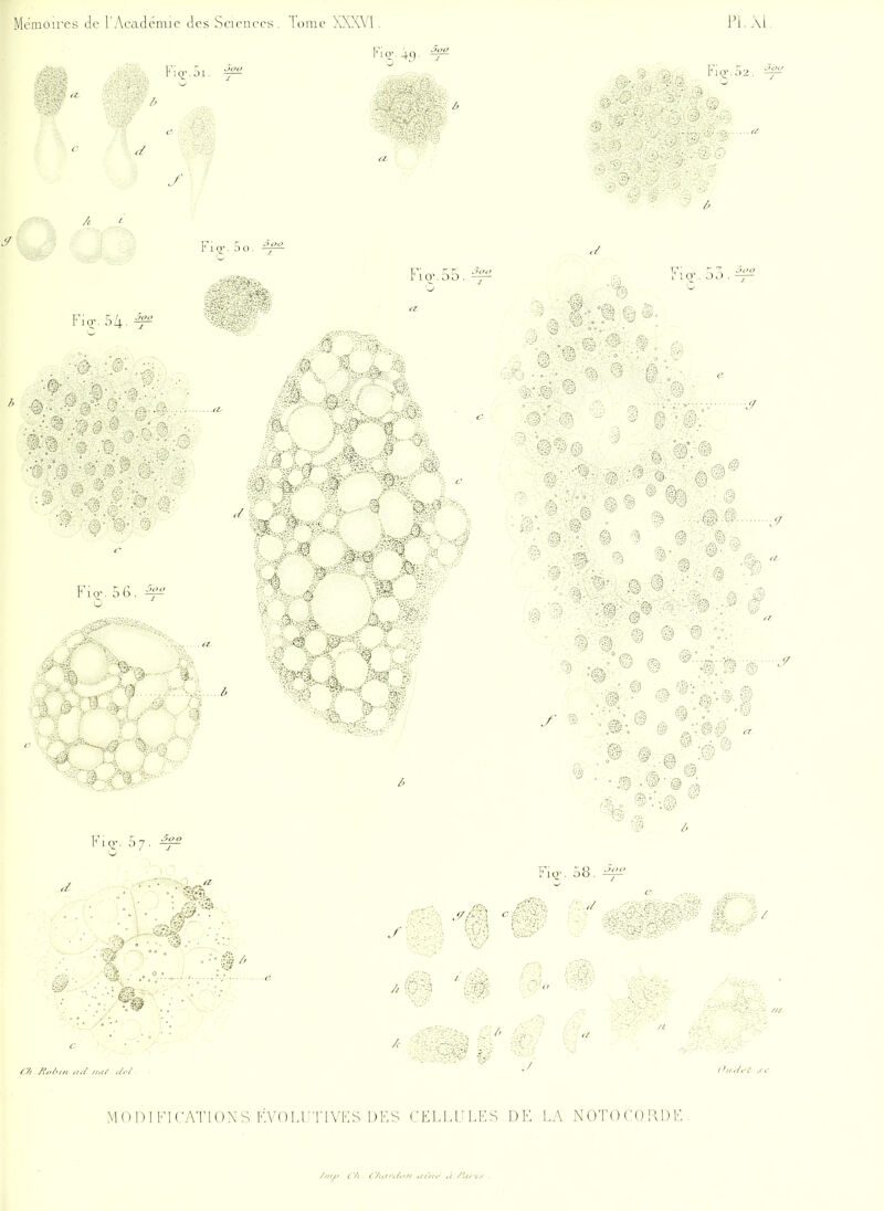 Mcmoires de l'Acadénue des Sciences, louic XXXVI Pl. Al 7.? ' f t. y Fio-. r r;i^£?£? a. FiQ.. 5 6.4^ rt, J \M ■•3 Fiq-. 57. 4^ FiQv 58. ^ -^Hi ^ .f.s>-<î\ ( ■/, /iv/un ,/,/ ,1,1/ . • i'^«</<-^ ./•(■, MOni KH'ATIONS FVdLFTIVFS DES CFLLlîLKS DE LA NOTOCORDE.