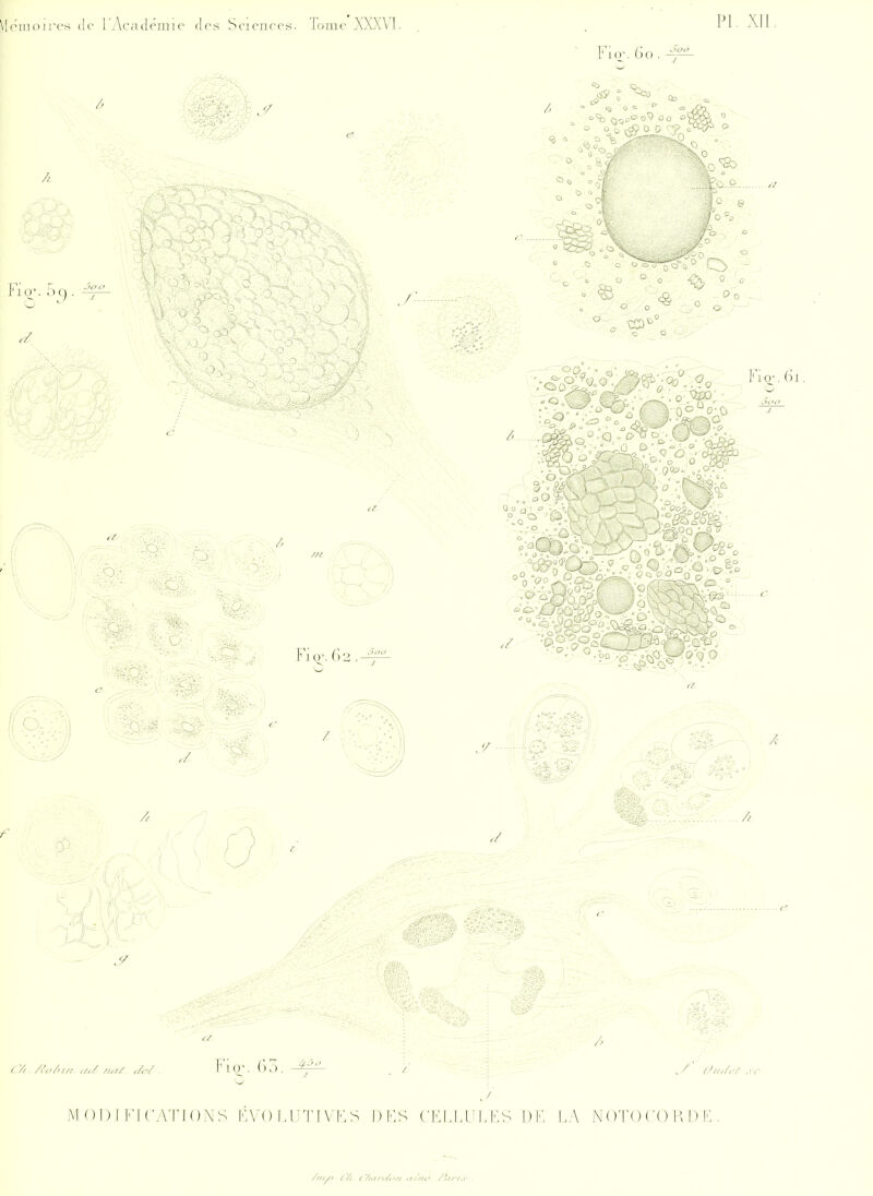 \'lcmoires Je i Aca([cjui(- des Sciences. Tome }vXX\'l. Pl. XII A Fi 10-. 59. 4^ ci-', Fio\ 62 m. 0- • o 9 û - Q û r)<to^ ..,0 MODIFICATIONS FVOFUTIVFS I) l'.S CI'I.IALKS L)F LA N OÏO ('( ) FI.) K .