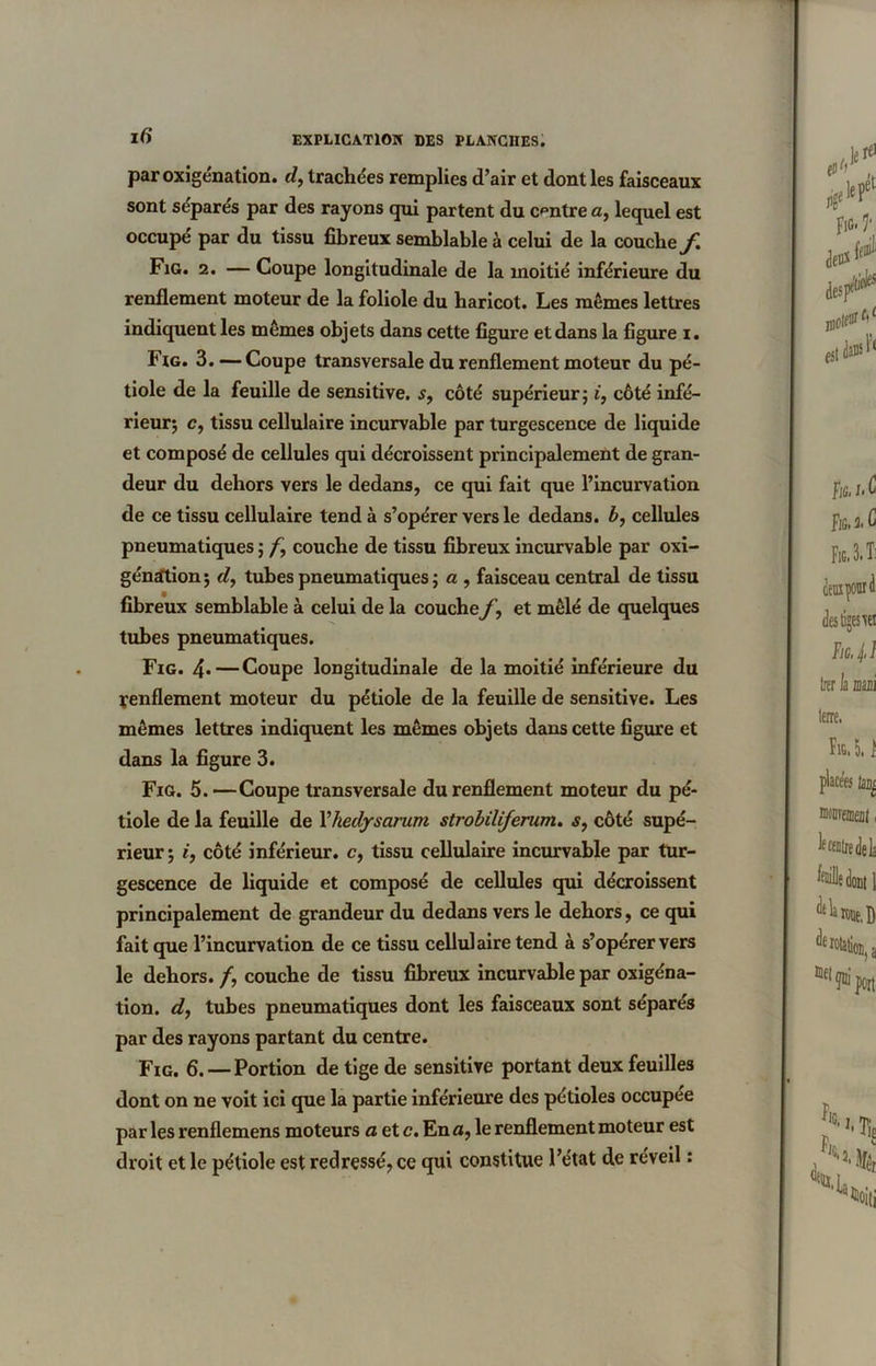 par oxigénation. d, trachées remplies d’air et dont les faisceaux sont séparés par des rayons qui partent du centre a, lequel est occupé par du tissu fibreux semblable à celui de la couche f Fig. 2. — Coupe longitudinale de la moitié inférieure du renflement moteur de la foliole du haricot. Les mêmes lettres indiquent les mêmes objets dans cette figure et dans la figure i. Fig. 3.—Coupe transversale du renflement moteur du pé- tiole de la feuille de sensitive, s, côté supérieur; i, côté infé- rieur; c, tissu cellulaire incurvable par turgescence de liquide et composé de cellules qui décroissent principalement de gran- deur du dehors vers le dedans, ce qui fait que l’incurvation de ce tissu cellulaire tend à s’opérer vers le dedans, b, cellules pneumatiques ; f,\ couche de tissu fibreux incurvable par oxi- géntftion; d, tubes pneumatiques; a , faisceau central de tissu fibreux semblable à celui de la couche y, et mêlé de quelques tubes pneumatiques. Fig. 4* — Coupe longitudinale de la moitié inférieure du renflement moteur du pétiole de la feuille de sensitive. Les mêmes lettres indiquent les mêmes objets dans cette figure et dans la figure 3. Fig. 5.—Coupe transversale du renflement moteur du pé- tiole de la feuille de Xhedysarum strobiliferum. s, côté supé- rieur; i, côté inférieur, c, tissu cellulaire incurvable par tur- gescence de liquide et composé de cellules qui décroissent principalement de grandeur du dedans vers le dehors, ce qui fait que l’incurvation de ce tissu cellulaire tend à s’opérer vers le dehors. /, couche de tissu fibreux incurvable par oxigéna- tion. d, tubes pneumatiques dont les faisceaux sont sépares par des rayons partant du centre. Fig. 6. —Portion de tige de sensitive portant deux feuilles dont on ne voit ici que la partie inférieure des pétioles occupée par les renflemens moteurs a et c. En a, le renflement moteur est droit et le pétiole est redressé, ce qui constitue l’état de réveil :