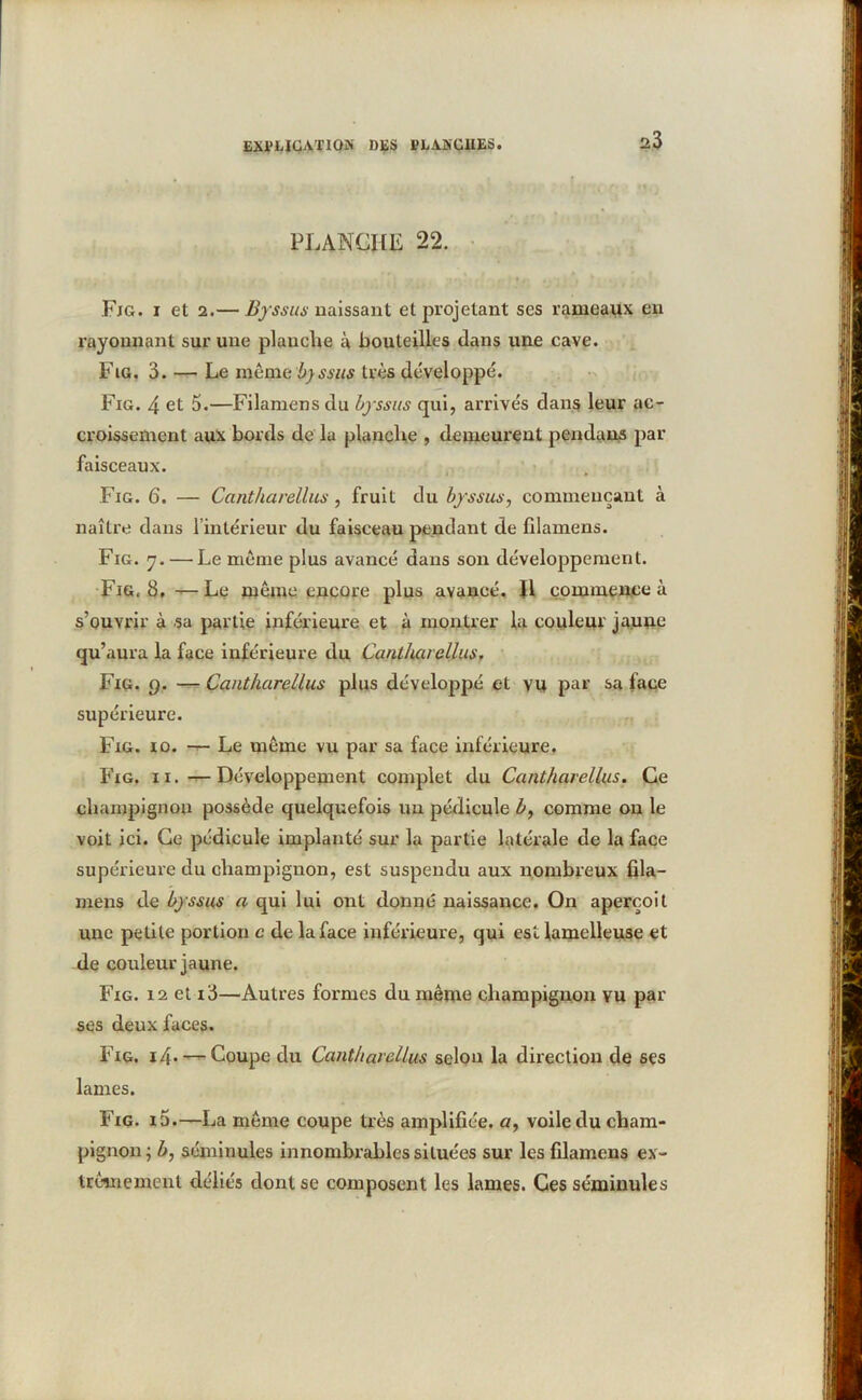 û3 PLANCHE 22. Fig. i et i.— Byssus naissant et projetant ses rameaux en rayonnant sur une planche à bouteilles dans une cave. Fig. 3. — Le même. b)ssus très développé. Fig. 4 et 5.—Filamens du byssus qui, arrivés dans leur ac- croissement aux bords de la planche , demeurent pendaas par faisceaux. Fig. 6. — Cantharellus, fruit du byssus, commençant à naître dans l’intérieur du faisceau pendant de filamens. Fig. y. — Le meme plus avancé dans son développement. Fig. 8, — Le meme encore plus avancé. 11 commence à s’ouvrir à sa partie inférieure et à montrer la couleur jaune qu’aura la face inférieure du Cantharellus, Fig. 9. —- Cantharellus plus développé et vu par sa face supérieure. Fig. 10. Le meme vu par sa face inférieure. Fig. 11.—Développement complet du Cantharellus. Ce champignon possède quelquefois un pédicule b, comme on le voit ici. Ce pédicule implanté sur la partie latérale de la face supérieure du champignon, est suspendu aux nombreux fila- mens de byssus a qui lui ont donné naissance. On aperçoit une petite portion c de la face inférieure, qui est lamelleuse et de couleur jaune. Fig. 12 et i3—Autres formes du même champignon vu par ses deux faces. Fig. 14- — Coupe du Cantharellus selon la direction de ses lames. Fig. i5.—La même coupe très amplifiée, a, voile du cham- pignon; b, séjninules innombrables situées sur les filamens ex- trêmement déliés dont se composent les lames. Ces séminules