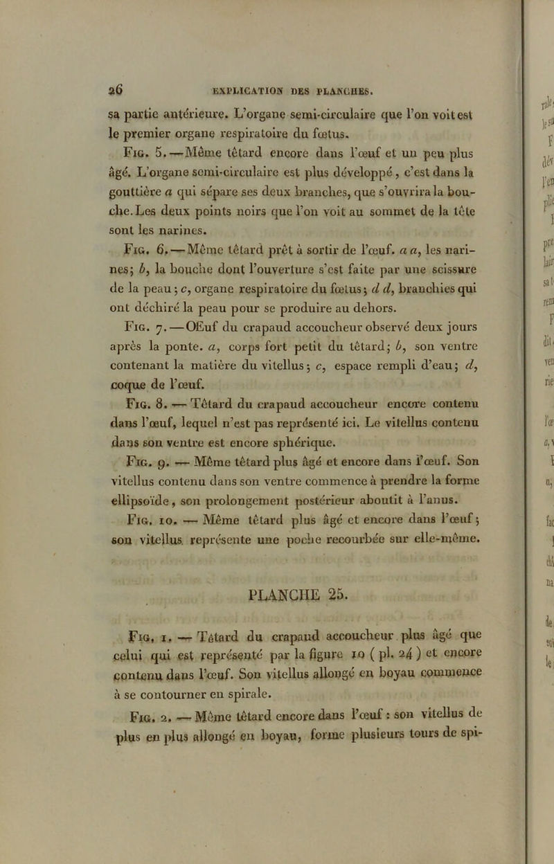 sa partie antérieure. L’organe semi-circulaire que l’on voit est le premier organe respiratoire du fœtus. Fig. 5.—Même têtard encore dans l’œuf et un peu plus âgé. L’organe semi-circulaire est plus développé , c’est dans la gouttière a qui sépare ses deux branches, que s’ouvrira la bou- che. Les deux points noirs que l’on voit au sommet de la tête sont les narines. Fig. 6. — Même têtard prêt à sortir de l’œuf, a a, les nari- nes; la bouche dont l’ouverture s’cst faite par une scissure de la peau ; c, organe respiratoire du fœtus ; d d, branchies qui ont déchiré la peau pour se produire au dehors. Fig. 7.—OËuf du crapaud accoucheur observé deux jours après la ponte, a, corps fort petit du têtard; b, son ventre contenant la matière du vilellus; c, espace rempli d’eau; d, coque de l’œuf. Fig. 8. -— Têtard du crapaud accoucheur encore contenu dans l’œuf, lequel n’est pas représenté ici. Le vitellus contenu dans son ventre est encore sphérique. Fig. 9. — Même têtard plus âgé et encore dans l’œuf. Son vitellus contenu dans son ventre commence à prendre la forme ellipsoïde, son prolongement postérieur aboutit à l’anus. Fig, 10. — Même têtard plus âgé et encore dans l’œuf; son vitellus. représente une poche recourbée sur elle-même. PLANCHE 25. Fig, 1. — Têtard du crapaud accoucheur plus âgé que celui qui est représenté par la figure 10 ( pl. 24 ) et encore contenu dans l’œuf. Son vitellus allongé en boyau commence à se contourner en spirale. Fig. 2. — Même têtard encore dans l’œuf : son vitellus de plus en plus allongé en boyau, forme plusieurs tours de spi-