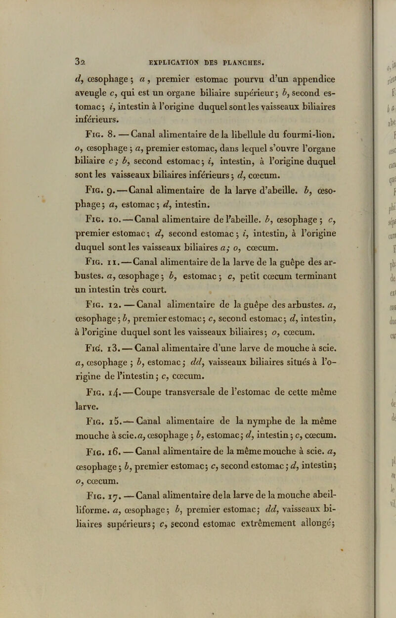 d, œsophage ; a, premier estomac pourvu d’un appendice aveugle c, qui est un organe biliaire supérieur ; b, second es- tomac ; ij intestin à l’origine duquel sont les vaisseaux biliaires inférieurs. Fig. 8. —Canal alimentaire delà libellule du fourmi-lion, o, œsophage ; a, premier estomac, dans lequel s’ouvre l’organe biliaire c ; b, second estomac; i, intestin, à l’origine duquel sont les vaisseaux biliaires inférieurs ; d, cæcum. Fig. 9.—Canal alimentaire de la larve d’abeille, b, œso- phage ; a, estomac ; d, intestin. Fig. 10. — Canal alimentaire de l’abeille, b, œsophage; cy premier estomac ; d, second estomac ; i, intestin, à l’origine duquel sont les vaisseaux biliaires a; 0, cæcum. Fig. 11. — Canal alimentaire de la larve de la guêpe des ar- bustes. a, œsophage ; by estomac ; c, petit cæcum terminant un intestin très court. N Fig. 12.—Canal alimentaire de la guêpe des arbustes, a, œsophage; b, premier estomac; c, second estomac; d, intestin, à l’origine duquel sont les vaisseaux biliaires; o, cæcum. Fig. i3. — Canal alimentaire d’une larve de mouche à scie. «, œsophage ; b, estomac ; ddy vaisseaux biliaires situés à l’o- rigine de l’intestin; c, cæcum. Fig. 14.—Coupe transversale de l’estomac de cette môme larve. Fig. 15.—-Canal alimentaire de la nymphe de la même mouche à scie.a, œsophage ; b, estomac; d, intestin ; c, cæcum. Fig. 16. —Canal alimentaire de la même mouche à scie, a, œsophage ; b, premier estomac; c, second estomac ; d, intestin; o, cæcum. Fig. 17. —Canal alimentaire delà larve de la mouche abeil- liforme. a, œsophage; b, premier estomac; dd, vaisseaux bi- liaires supérieurs; second estomac extrêmement allongé;