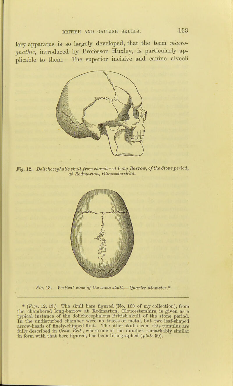 lary apparatus is so largely developed, that the term macro- gnatJiic, introduced by Professor Huxley, is particularly ap- plicable to them. The superior incisive and canine alveoli Fig. 12. Dolichocephalic sTcullfrom chambered Long Barrow, of the Stoneperiod, at Rodmarton, Gloucestershire. Fig. 13. Vertical view of the same skull.—Quarter diameter.* * (Figs. 12,13.) The skull here figured (No. 163 of my collection), from the chambered long-barrow at Rodmarton, Gloucestershire, is given as a typical instance of the doUchocephalous British skuU, of the stone period. In the undisturbed chamber were no traces of metal, but two leaf-shaped arrow-heads of finely-chipped fiint. The other skulls from this tumulus are fully described in Cran. Brit., where one of the number, remarkably similar in form with that hero figured, has been lithographed (plate 59).