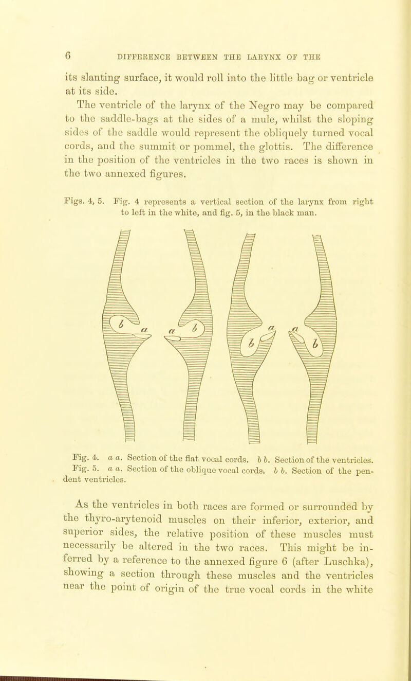 its slanting surface, it would roll into the little bag or ventricle at its side. The ventricle of the larynx of the Negro may be compared to the saddle-bags at the sides of a mule, whilst the sloping Bides of the saddle would represent the obliquely turned vocal cords, and the summit or pommel, the glottis. The difference in the position of the ventricles in the two races is shown in the two annexed figures. Figs. 4, 5. Fig. 4 represents a vertical section of the larynx from right to left in the white, and fig. 5, in the black man. Fig. 4. a a. Section of the flat vocal cords, bb. Section of the ventricles. Fig. 5. a a. Section of the oblique vocal cords-, b b. Section of the pen- dent ventricles. As the ventricles in both races are formed or surrounded by the thyroarytenoid muscles on their inferior, exterior, and superior sides, the relative position of these muscles must necessarily be altered in the two races. This might be in- ferred by a reference to the annexed figure 6 (after Luschka), showing a section through these muscles and the ventricles near the point of origin of the true vocal cords in the white