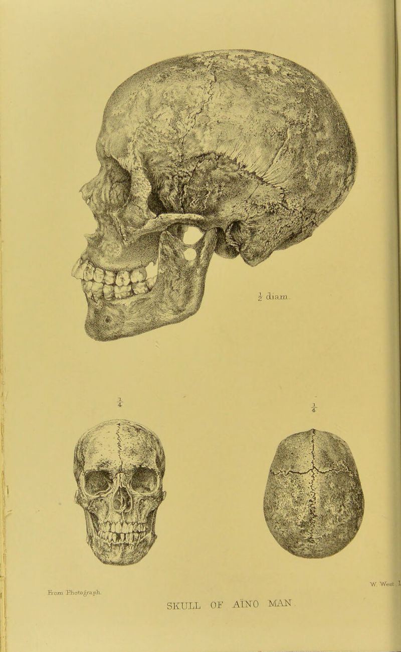 From PJiotograph- SKULL OF A'tNO MAN I