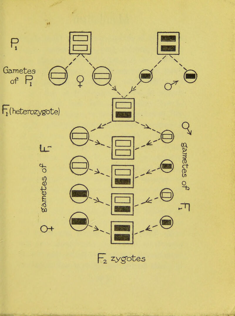 R zygotes