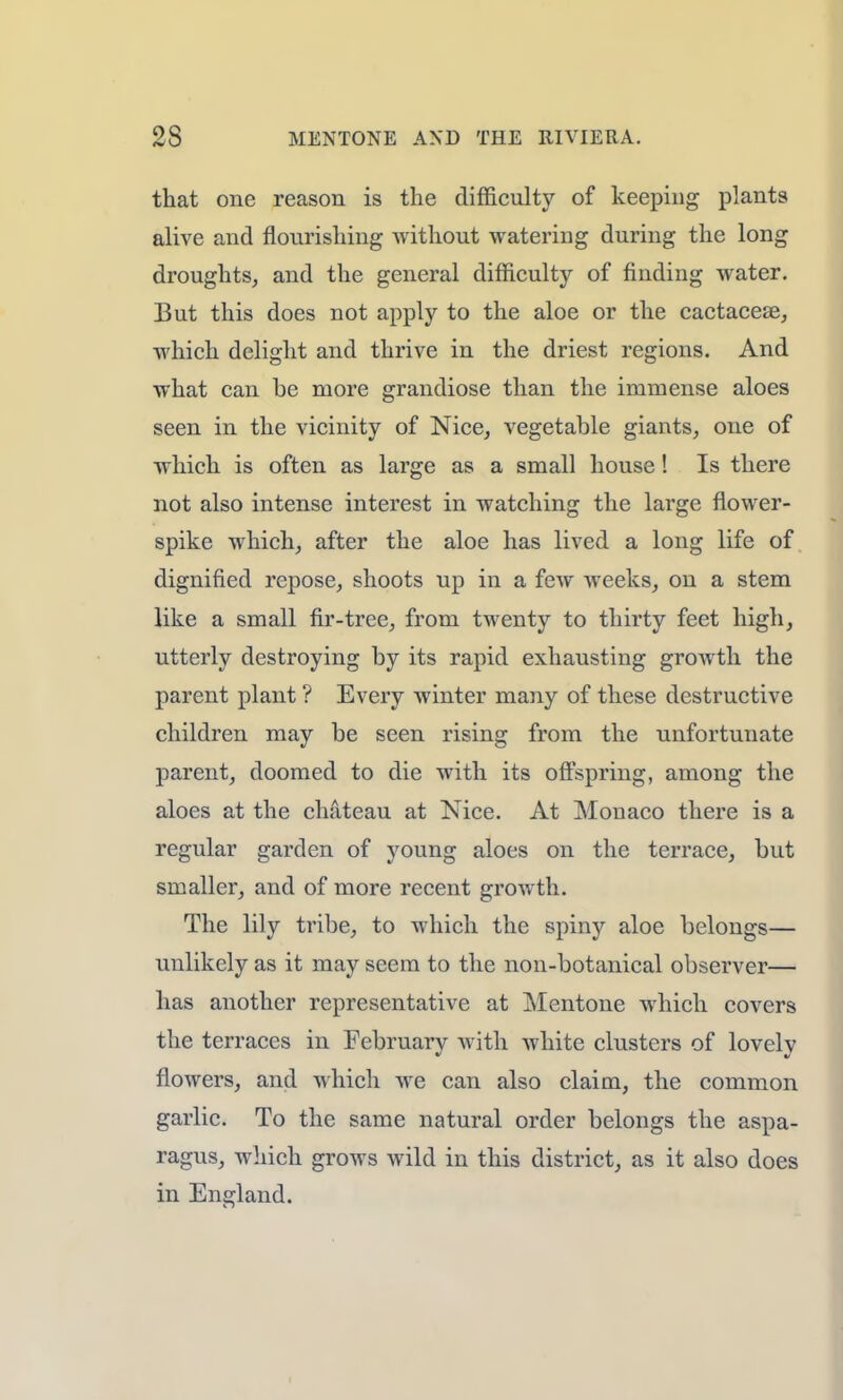 that one reason is the difficulty of keeping plants alive and flourishing without watering during the long droughts, and the general difficulty of finding water. But this does not apply to the aloe or the cactaceae, which delight and thrive in the driest regions. And what can be more grandiose than the immense aloes seen in the vicinity of Nice, vegetable giants, one of which is often as large as a small house! Is there not also intense interest in watching the large flower- spike which, after the aloe has lived a long life of dignified repose, shoots up in a few weeks, on a stem like a small fir-tree, from twenty to thirty feet high, utterly destroying by its rapid exhausting growth the parent plant ? Every winter many of these destructive children may be seen rising from the unfortunate parent, doomed to die with its offspring, among the aloes at the chateau at Nice. At Monaco there is a regular garden of young aloes on the terrace, but smaller, and of more recent growth. The lily tribe, to which the spiny aloe belongs— unlikely as it may seem to the non-botanical observer— has another representative at Mentone which covers the terraces in February with white clusters of lovely flowers, and which we can also claim, the common garlic. To the same natural order belongs the aspa- ragus, which grows wild in this district, as it also does in England.