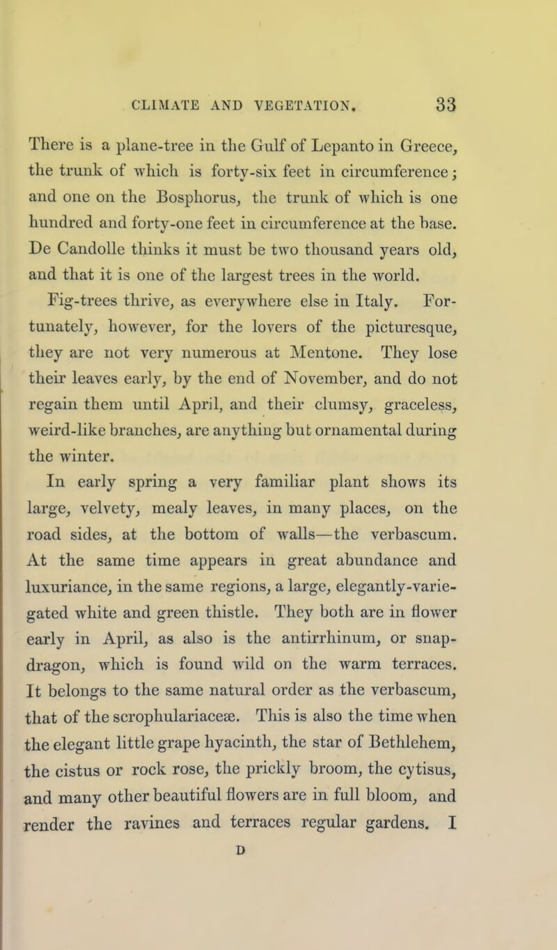 There is a plane-tree in the Gulf of Lepanto in Greece, the trunk of which is fortv-six feet in circumference : and one on the Bosphorus, the trunk of which is one hundred and forty-one feet in circumference at the hase. De Candolle thinks it must be two thousand years old, and that it is one of the largest trees in the world. Fig-trees thrive, as everywhere else in Italy. For- tunately, however, for the lovers of the picturesque, they are not very numerous at Mentone. They lose their leaves early, by the end of November, and do not regain them until April, and their clumsy, graceless, weird-like branches, are anything but ornamental during the winter. In early spring a very familiar plant shows its large, velvety, mealy leaves, in many places, on the road sides, at the bottom of walls—the verbascum. At the same time appears in great abundance and luxuriance, in the same regions, a large, elegantly-varie- gated white and green thistle. They both are in flower early in April, as also is the antirrhinum, or snap- dragon, which is found wild on the warm terraces. It belongs to the same natural order as the verbascum, that of the scrophulariacese. This is also the time when the elegant little grape hyacinth, the star of Bethlehem, the cistus or rock rose, the prickly broom, the cytisus, and many other beautiful flowers are in full bloom, and render the ravines and terraces regular gardens. I d