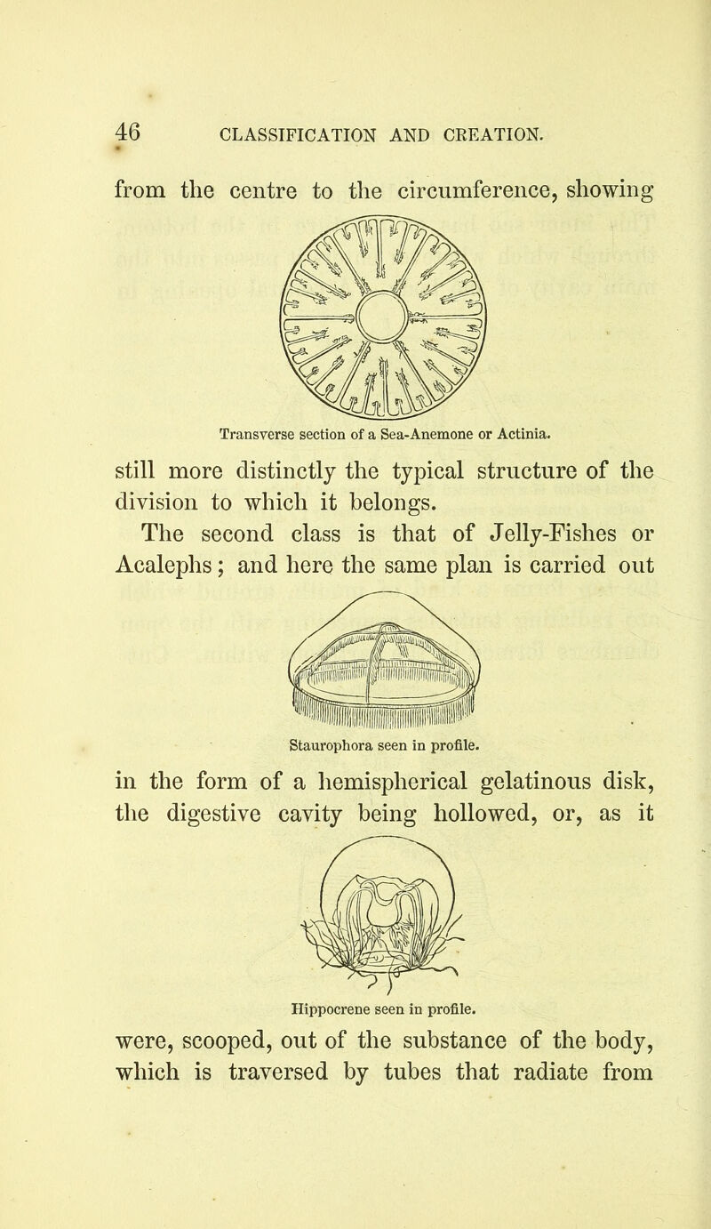 from the centre to the circumference, showing still more distinctly the typical structure of the division to which it belongs. The second class is that of Jelly-Fishes or Acalephs; and here the same plan is carried out Staurophora seen in profile. ill the form of a hemispherical gelatinous disk, the digestive cavity being hollowed, or, as it Hippocrene seen in profile. were, scooped, out of the substance of the body, which is traversed by tubes that radiate from