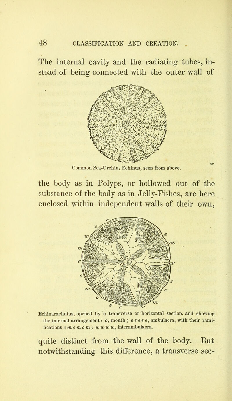 The internal cavity and the radiating tubes, in- stead of being connected with the outer wall of the body as in Polyps, or hollowed out of the substance of the body as in Jelly-Fishes, are here enclosed within independent walls of their own, Echinarachnius, opened by a transverse or horizontal section, and showing the internal arrangement: o, mouth 5 c e e e e, ambulacra, with their rami- fications cmcmcm •, wwww, interambulacra. quite distinct from the wall of the body. But notwithstanding this difference, a transverse sec-