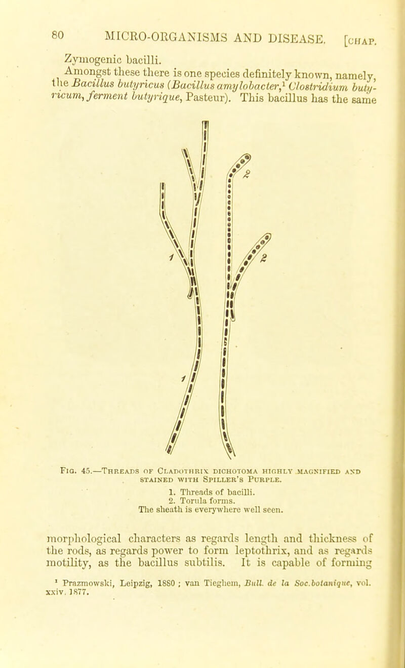 Zymogenic bacilli. Amongst these there is one species definitely known, namely Vie Bacillus butyricus (Bacillus amijlobacter,^ CloBtridium buly- rwum, ferment butijrique, Pasteur). This bacUlus has the same [II I FiQ. 45.—Threatis of Cladothbix. dichotoma highly m.\gxified axd STAINED WITH SPILLER'S PuRPLE. 1. Tlireads of bacilli. 2. Tortila forms. The sheath is every-niiere well seen. morphological characters as regards length and thickness of the rods, as regards power to form leptothrix, and as regards motility, as the bacillus subtilis. It is capable of forming ' Prazmowski, Leipzig, 1880 ; van Tiegliein, Bull, de la Soc.boianique, vol. xxiv. ]R77.