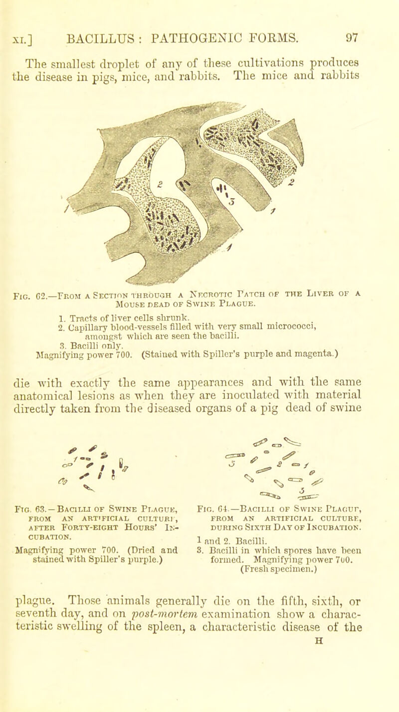 The smallest droplet of any of these ciTltivations produces the disease in pigs, mice, and rabbits. The mice and rabbits Fic. 02.—From a Section through a Necrotic Tatch of the Liver of a Mouse dead of Swike Plague. 1. Tracts of liver cells slmmk. 2. Capillary blood-vessels filled with very small micrococci, amongst which are seen the bacilli. .3. Bacilli only. JIagnifying power 700. (Stained with Spiller's pnrple and magenta.) die with exactly the same appearances and with the same anatomical lesions as when they are inoculated M'ith material directly taken from the diseased organs of a pig dead of swine I—  V Fto- 63. —Bacilli of Swine Pi.aguk, FROM AN artificial CULTURI , AFTER Forty-eight Hours' Ir.- CUBATION. Magnifying power 700. (Dried and stained with Spiller's purple.) Fin. G4.—Bacilli of Swine Placiuf, FROM AN ARTIFICIAL CULTURE, DURING Sixth Day of Incubation. 1 and 2. Bacilli. 3. Bacilli in which spores have been formed. Magnifying jiower 7oO. (Fresh specimen.) plague. Those animals generally die on the fifth, sixth, or seventh day, and on post-mortem examination show a charac- teristic swelling of the spleen, a characteristic disease of the