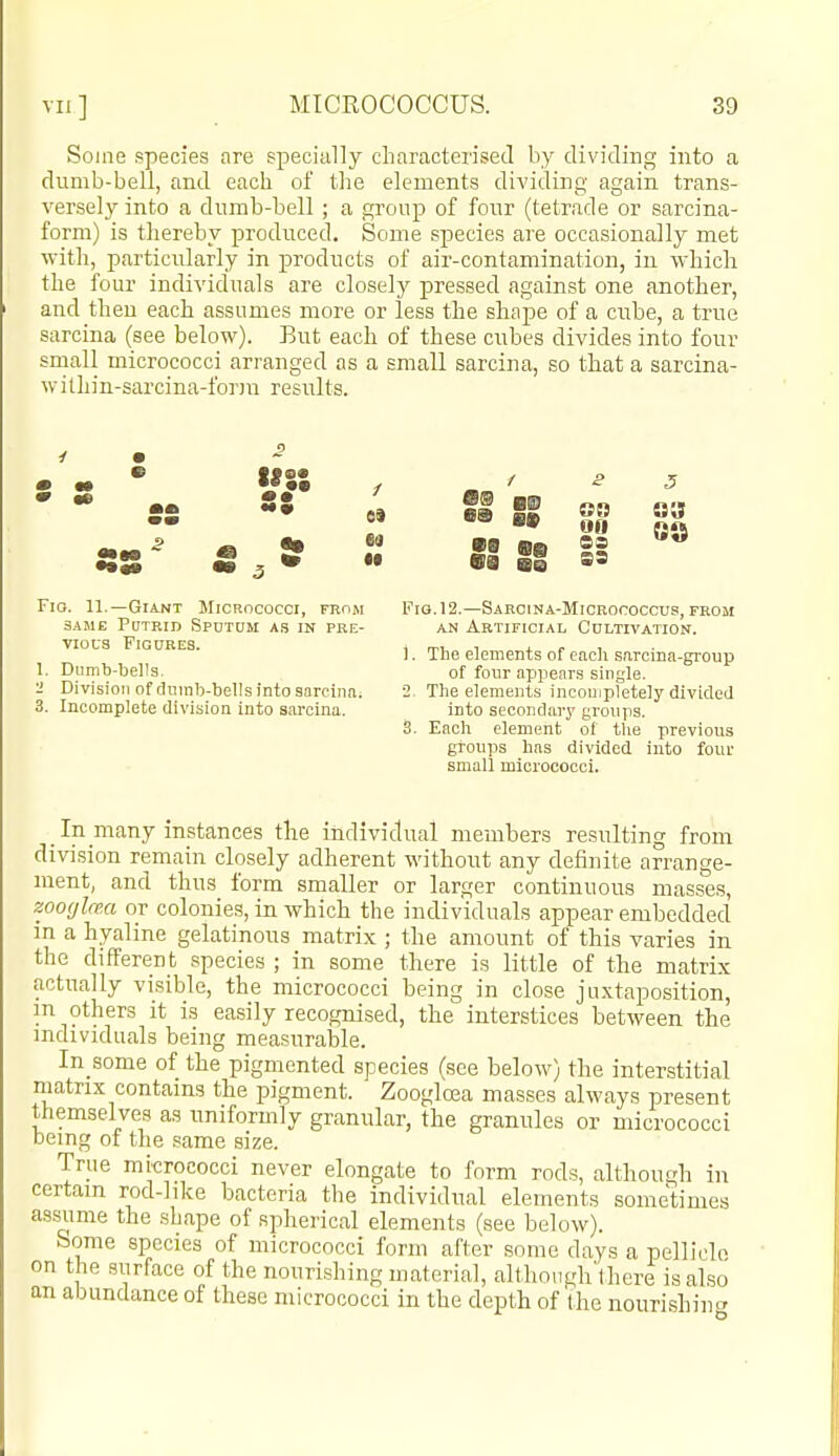 Some ppecies are specially characterised by dividing into a dumb-bell, and each of tlie elements dividing again trans- versely into a dumb-bell; a group of four (tetrade or sarcina- form) is thereby produced. Some species are occasionally met with, particularly in products of air-contamination, in which the four individuals are closely pressed against one another, and then each assumes more or less the shape of a cube, a true sarcina (see below). But each of these cubes divides into four small micrococci arranged as a small sarcina, so that a sarcina- within-sarcina-form results. • ••• / vs Ota S9 0a ea 09 08 Fio. 11.—Giant Micrococci, from SAME Putrid Spdtom as in pre- vious Figures. 1. Dumb-bells. U Division of diiinb-bells into sarcina. 3. Incomplete division into sarcina. Fig. 12.—Saroina-Micrococcus, from AH Artificial Cdltivation. 1. The elements of each sarcina-gi-ouiJ of four appears single. 2 The elements incompletely divided into secondary groups. 3. Each element of the previous groups has divided into four small micrococci. _ In many instances the individual members resulting from divi.sion remain closely adherent without any definite arrange- ment, and thus form smaller or larger continuous masses, zoofjlrea or colonies, in which the individuals appear embedded in a hyaline gelatinous matrix ; the amount of this varies in the different species ; in some there is little of the matri.x actually visible, the micrococci being in close ju.xtaposition, m others it is eaisily recognised, the interstices between the individuals being measuralDle. In some of the pigmented species (see below) the interstitial matrix contains the pigment. Zooglcea masses always present themselves as uniformly granular, the granules or micrococci being of the .^ame size. True micrococci never elongate to form rods, although in certain rod-like bacteria the individual elements sometimes as.siime the shape of spherical elements (see below). Some species of micrococci form after some days a pellicle on the surface of the nourishing material, althongh'there is also an abundance of these micrococci in the depth of 'the nourishincr