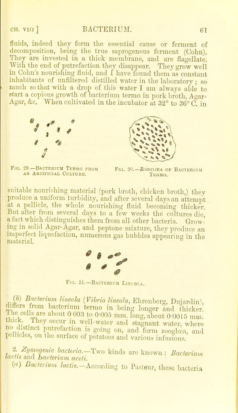fluids, indeed they form the essential cause or ferment of decomposition, being the trne saprogenous ferment (Cohn). They are invested in a thick membrane, and are flagellate. With the end of putrefaction they disappear. They grow well in Oohn's nourishing fluid, and I have found them as constant inliabitants of unfiltered distilled water in the laboratory ; so much so that with a drop of tliis water I am always able to start a copious growth of bacterium termo in pork broth, Ac'ar- Agar, &c. When cultivated in the incubator at 32° to 36° C. in Fig. 29.—BftCTEEiDM Termo from Fio. 30.—Zoogloea of Bacterium AN Artificial Culture. Teiimo. suitable nourishing material (pork broth, chicken broth,) thev produce a uniform turbidity, and after several days an attempt at a pellicle, the whole nourishing fluid becoming thicker. But after from several days to a few weeks the cultures die, a fact which distinguishes them from all other bacteria. Grow- ing in solid Agar-Agar, and peptone mi.xture, thev produce an imperfect liquefaction, numerous gas bubbles appearing in the material. ° *  f Fig. 31.—Bacterium Lisioi.a. (6) Bacterium lineola (Vibrio Kneola, Ehrenberg, Dujardin\ differs from bacterium termo in being longer and thicker. The cells are about 0 00.3 to 0-005 mm. long, about 0 0015 mm thick. 1 hey occur m well-water and stagnant water, where no distinct putretaction is going on, and form zooglrea, and pellicles, on the suriace of potatoes and various infusfons. 2 Zyrmcimic hacl6.-ia.-Tsxo kinds arc known : Bacleriuin ktclis and bacterium aceti. (a) Bacterium /«t7is.-According to Pasteur, these bacteria