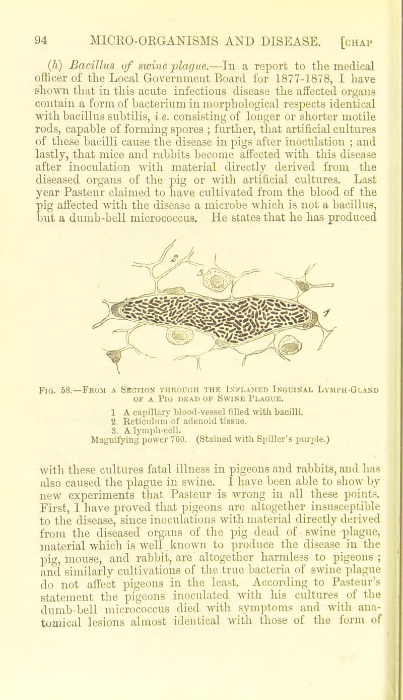 (h) Bacillus of swine plague.—In a report to the medical officer of the Local Govermiieiit Board for 1877-1878, I have shown that in this acute infectious disease the affected organs contain a form of bacterium in morphological respects identical with bacillus subtilis, i e. consisting of longer or shorter motile rods, capable of forming spores ; further, that artificial cultures of these bacilli cause the disease in pigs after inoculation ; and lastly, that mice and rabbits become aft'ected with this disease after inoculation with material dii'ectly derived from the diseased organs of the pig or with artificial cultures. Last year Pasteur claimed to have cultivated from the blood of the pig aft'ected with the disease a microbe which is not a bacillus, but a dumb-bell micrococcus. He states that he has produced Fig. 58.—From a Section through the Ini'lamed InouiUal Lymi'H-Glakd OF A Pig dead of Swine Plague. 1 A carillii'y blood-vessel filled with bacilli. 2. Reticulum of adeaoid tissue. 3. A lymph-cell. Magnifying power 700. (Staiued with Spiller's inirple.) with these cultures fatal illness in pigeons and rabbits, and lias also caused the plague in swine. I have been able to show by new experiments that Pasteur is wrong in all these points. First, I have proved that pigeons are altogether insusceptible to the disease, since inoculations \vith material directly derived from the diseased organs of the pig dead of swine -plague, jnaterial which is well known to produce the disease in the pig, mouse, and rabbit, are altogether harmless to pigeons ; and siniilarly cultivations of the true bacteria of swine plague do not aflect pigeons in the least. According to Pasteur's statement the pigeons inoculated with liis cultures of the dumb-bell micrococcus died with symptoms and with ana- tuaiical lesions almost identical with those of the form of 1