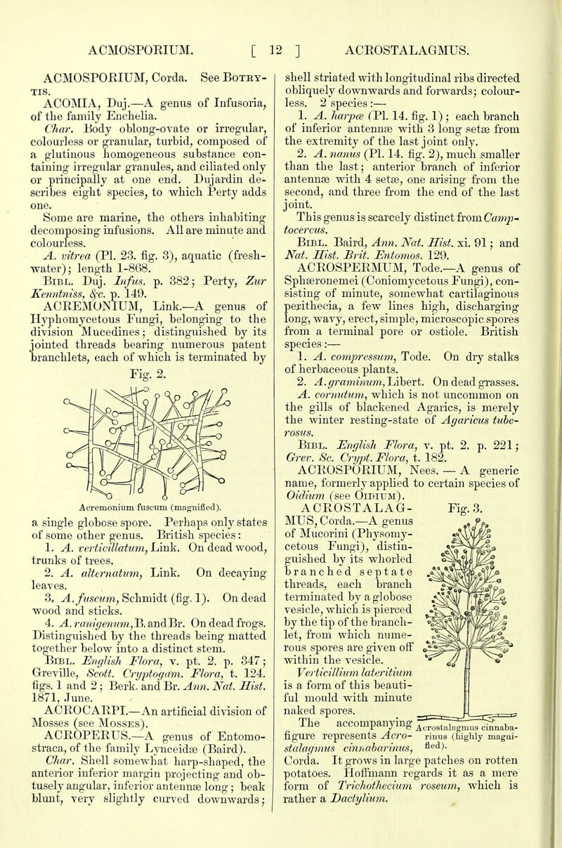 ACMOSPORIUM, Corda. See Botry- TIS. ACOMIA, Duj.—A genus of Infusoria, of the family Euchelia. Char. Body oblong-ovate or irregular, colourless or granular, turbid, composed of a glutinous homogeneous substance con- taining irregular granules, and ciliated only or principally at one end. Dujardin de- scribes eight species, to which Perty adds one. Some are marine, the others inhabiting decomposing infusions. All are minute and colourless. A. vitrea (PI. 23. fig. 3), aquatic (fresh- water); length 1-868. BiBL. Duj. Infiis. p. 382; Perty, Zur Kenntniss, Sfc. p. 149. ACREMONIUM, Link.—A_ genus of Ilj'phomycetous Fimgi, belonging to the division Mucedines; distinguished by its jointed threads bearing numerous patent branehlets, each of which is terminated by Fio-. 2. Aeremonium fuscum (magnified). a single globose spore. Perhaps onlj'states of some other genus. British species: 1. A. verticiilatum, Link. On dead wood, trunks of trees. 2. A. alternatmn, Link. On decaying leaves. 3. A.fuscum, Schmidt (fig. 1). On dead wood and sticks. 4. ^. rfrtMV/(?>i«w!,B.andBr. On dead frogs. Distinguished by the threads being matted together below into a distinct stem. BiEL. English Flora, v. pt. 2. p. 347; GreviUe, Scott. Crijptof/am. Flora, t. 124. figs. 1 and 2; Berk, and Br. Ann. Nat. Hist. 1871, June. ACROCARPI.—An artificial division of Mosses (see Mcsses). AOROPERUS.—A genus of Entomo- straca, of the family Lynceidte (Baird). Char. Shell somewhat harp-shaped, the anterior inferior margin projecting and ob- tusely angular, inferior antennae long; beak blunt, very slightly curved downwards; shell striated with longitudinal ribs directed obliquely downwards and forwards; colour- less. 2 species:— 1. A. harpcB TPl. 14. fig. 1) ; each branch of inferior antennte with 3 long setae from the extremity of the last joint only. 2. A. nanus (PI. 14. fig. 2), much smaller than the last; anterior branch of inferior antennae with 4 sette, one arising from the second, and three from the end of the last joint. This genus is scarcely distinct ixova.Camp- tocerms. BiBL. Baird, Ann. Nat. Hist. xi. 91; and Nat. Hist. Brit. Entomos. 129. ACROSPERMUM, Tode.—A genus of Sphaerouemei (Coniomycetous Fungi), con- sisting of minute, somewhat cartilaginous perithecia, a few lines high, discharging long, wavy, erect, simple, microscopic spores from a terminal pore or ostiole. British species:— 1. A. compressum, Tode. On diy stalks of herbaceous plants. 2. A.graminum, Lihexi. On dead gTasses. A. cormdum, which is not uncommon on the gills of blackened Agarics, is merely the winter resting-state of Agaricus tuhe- rosus. BiBL. English Flora, v. pt. 2. p. 221; Grev. Sc. Crypt. Flora, t. 182. ACROSPORIUM, Nees. — A generic name, formerly applied to certain species of Oidium (see Oidium). ACROSTALAG- MUS, Corda.—A genus of Mucorini (Physomy- cetous Fungi), distin- guished by its whorled branched septate threads, each branch terminated by a globose vesicle, which is pierced by the tip of the branch- let, from which nume- rous spores are given off vdthin the vesicle. Verticillimn lateritimn is a form of this beauti- ful mould with minute naked spores. The accompanying ^rost.d;;;;;^ d^naba- figure represents Aero- rinus (highly magui- stalagmus cinnaharimis, fi^'l)- Corda. It grows in large patches on rotten potatoes. Hofimann regards it as a mere form of Trichothecimn roseum, which is rather a Dadylium.