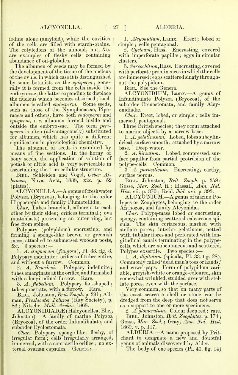 iodine alone (amyloid), wliile the cavities of the cells are filled with starch-grains. The cotyledons of the almond, uut, &c. are examples of fleshy cells containing abundance of oil-globules. The albumen of seeds may be formed by the development of the tissue of the nucleus of the ovule, in which case it is distinguished by some botanists as the episperm; gene- rally it is formed from the cells inside the embryo-sac, the latter expanding to displace the nucleus which becomes absorbed; such albumen is called endosperm. Some seeds, such as those of the Nymphseacese, Pipe- raceae and others, have both endosperm and episperm, i. e. albmnen formed inside and outside the embryo-sac. The term ^je/Y- sperm is often (advantageously) substituted for albumen, which has quite a difl'erent signitication in physiological chemistry. The albumen of seeds is examined by means of fine sections. In the homy or bony seeds, the application of solution of potash or nitric acid is very serviceable in ascertaining the true cellular structure. BiBL. Schleiden and Vogel, Ueher Al- bumen, Nova Acta, 1838, xix. p. 52 (plates). ALCYONELLA.—A genus of freshwater Polyzoa (Bryozoa), belonging to the order Hippocrepia and family Pluniatellidae. Char. Tubes branched, adherent to each other by their sides; orifices terminal; ova (statoblasts) presenting an outer ring, but free from spines. Polypary (polypidom) encrusting, and forming a sponge-like brown or gTeenish mass, attached to submersed wooden posts, &c. 3 species:— 1. A. stagnormn (fimffosa), PL 33. fig. 3. Polypary indefinite; orifices of tubes entire, and without a fuirow. Common. 2. A. Benedeni. Polypary indefinite ; tubes emarginate at the orifice, and furnished with a longitudinal furrow. Rare. 3. A. flabellum. Polypary fan-shaped ; tubes prostrate, with a furrow. Rare. BiBL. Johnston, Bj-it. Zooph. p. 391; All- man, Freshwater Polyzoa (Ray Society), p. 86; Nitsche, Mull. Archiv, 1868. ALC YONIDIAD^ (Halcyonellea, Ehr., Johnston).—A family of marine Polyzoa (Bryozoa), of the order lufundibulata, and suborder Cyclostomata. Char. Polypary sponge-like, fleshy, of irregular form; cells irregularly aa-ranged, immersed, with a contractile orifice; no ex- ternal ovarian capsules. Genera:— 1. Alcyonidium, Lamx. Erect; lobed or simple; cells pentagonal. 2. Cycloinn, Hass. Encrusting, covered with imperforate papillaB; eggs in circular clusters. 3. SarcochiftwijUass. Encrusting, covered with perforate prominences in which the cells are immersed; eggs scattered singly through- out the polypidom. BiBL. See the Genera. ALCYONIDIUM, Lamx.—A genus of Infundibulate Polyzoa (Bryozoa), of the suborder Ctenostomata, and family Alcy- onidiadse. Chur. Erect, lobed, or simple; cells im- mersed, pentagonal. Three British species; they occur attached to marine objects by a narrow base. 1. A. gelatinosum. Lobed, lobes subcylin- drical, surface smooth; attached by a narrow base. Deep water. 2. A. hirs'utum. Lobed, compressed, sur- face papillar from partial protrusion of tlie polype-cells. Common. 3. A. jiarasiticmn. Encrusting, earthy, surface porous. BiBL. Johnston, Brit. Zooph. p. 358; Gosse, Mar. Zool. ii.; Hassall, Ann. Nat. Hist. vii. p. 370; Reid, ibid. xvi. p. 393. ALCYO'NIUM.—A genus of marine Po- lypes or Zoophytes, belonging to the order Anthozoa, and family Alcyonidse. Char. Polype-mass lobed or encrusting, spongy, containing scattered calcareous spi- cula. The skin coriaceous, marked with stellate pores; interior gelatinous, netted with tubular fibres and perforated with lon- gitudinal canals terminating in the polype- cells, which are subcutaneous and scattered. Polypes exsertile. Two species:— 1. A. diyitatum (spicula, PI. 33. fig. 28). Commonly called 'dead man's toes or hands,' and cows'-paps. Form of polypidom vari- able, greyish-white or orange-coloured, skin somewhat wrinkled, studded over with stel- late pores, even with the surface. Very common, so that on many parts of the coast scarce a shell or stone can be dredged from the deep that does not serve as a support to one or more specimens. 2. A. glotneratmn. Colour deep red; rare. BiBii. Johnston, Brit. Zoophytes, p. l74 ; Gosse, Mar. Zool.; Gray, A^m. Nat. Hist. 1869, V. p. 117. ALDERIA.—A name proposed by Prit- chard to designate a new and doubtful genus of animals discovered by Alder. The body of one species (PI. 40. fig. 14)