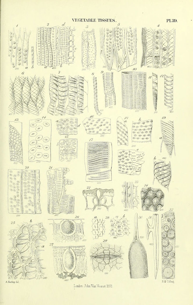 ^'EGET.'^BLE nSSUES. Pl,39. London Jolm'VanVoorst 1871