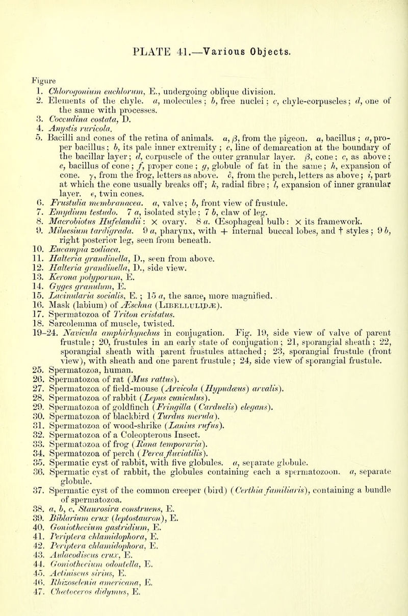 Figure 1. Cldoroiioniuin euvldoriun, E., undergoing oblique division. 2. Eleuieuts of the chyle. «, uiolecule.s : h, free nuclei; c, chyle-corpuscles; d, one of the same with processes. 3. Coccudina costata, D. 4. Anystis ruricoln. o. Bacilli and cones of the retina of animals, a, [3, from the pigeon, a, bacillus ; a, pro- per bacillus; b, its pale inner extremity ; c, line of demarcation at the boundary of the bacillar layer; d, corpuscle of the outer granular layer. /3, cone; c, as above; e, bacillus of cone ; f, proper cone ; (/, globule of fat in the same ; Ii, expansion of cone, y, from the frog, lettei'S as above. S, from the perch, letters as above; i, part at which the cone usually breaks oft'; k, radial fibre; expansion of inner granular layer, e, twin cones. 0. Frtishdia mc7nhra)iaceu. «, valve; 6, front view of frustule. 7. Emydhnn testndo. 7 a, isolated style ; 7 b, claw of leg. 8. MacTobiotus Htifelandii: X ovar}'. 8 a. (Esophageal bulb : X its framework. 9. Mdncsium tardujrada. 9 «, pharynx, with + internal buccal lobes, and f styles ; 9 b, right posterior leg, seen from beneath. 10. Evvampia zodiaca. 11. Ilidteria (jratulineUa, D., seen from above. 12. Ilalteria (/randineUa, D., side view. 13. Kcvona jjulyporum, E. 14. Gi/yes gruniditm, E. 15. Lacinularia socialis, E. ; 15 a, the saii:e, more magnified. , 16. Mask (labium) of A'Jschna (Libellulip-e). 17. Spermatozoa of Triton cridatus. 18. Sarcolemma of muscle, twisted. 19-24. Kavicula amphirhynclius in conjugation. Fig. 19, side view of valve of parent frustule; 20, fru.stules in an early state of conjugation; 21, .sporangial sheath ; 22, sporangial sheath with parent frustules attached; 23, sporaugial frustule (front view), with sheath and one parent frustule; 24, side view of sporangial frustule. 25. Spermatozoa, human. 26. Spermatozoa of rat {Mus rattus). 27. Spermatozoa of hold-mouse (Arvtcola (Hypudcetts) arvalis). 28. Spermatozoa of rabbit (Lcpxs cimimius). 29. Spermatozoa of goldfinch (Friiu/illa (Cardiielts) elcgans). 30. Spermatozoa of blackbird ( Turdiis merida). .31. Spermatozoa of wood-shrike (Lanius rvfus). 32. Spermatozoa of a Coleopterous Insect. 33. Spermatozoa of frog (liana iempvmria). 34. Spermatozoa of perch ( PercafluviatUis). 35. Spermatic cyst of rabbit, witli five globules. «, separate globule. 36. Spermatic cyst of rabbit, the globules containing each a sjiermatozoon. a, separate globule. 37. Spermatic cyst of the common creeper (bird ) (Cfiiltia famiUans), containing a bundle of spermatozoa. 38. a, b, c, Staurosira construem, E. 39. Biblariiim crux (liptoatattron), E. 40. Goniutheciiim yastridiiim, Yj. 41. I'eripiera ehlamidupliora, E. 42. Pcriptera c/dariu'dophora, E, 43. Aidacodisrus cnLv, 1<]. 44. Gomothiciuin odoidella, E. 45. Actim'scKs sirixs, Y,. '16. Ithizosclenid amrricana, E.
