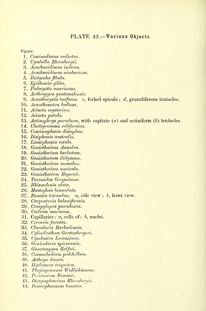 Figure 1. Coscinodiscus radiatus. 2. Cymbella Ehrenheryii. 3. Arachnokliscus indiciis. 4. Arachnoidiscus nicohark us. 5. Dktyoclia Jihida. 6. Ejpithemki gibba. 7. Podocystis americana. 8. Artlirogym guatemahnsis. 9. AcaniJiocystis turfacea. c, forked spicula ; c?, granuliferous tentacles. 10. Acanthometra bulbosa. 11. Acineta mystacina. 12. Acineta patida. 13. Actmojjhrys paradoxa, with capitate («) and actiniform (6) tentacles. 14. Cladogramma californka. 15. Coscinosplmra discoplmi. 16. Disiphonia australis, 17. Liostephania rotula. 18. Oonioihecium Anaidus. 19. Oonioihecium barbatum. 20. Oonioihecium didymwa. 21. Oonioihecium monodon. 22. OonioiJiecium navicula. 23. Ooniotheciwn Rogersri. 24. To.vonidea Gregoriana. 25. Rhizoselenia alata. 26. Mastogloia lanceolata. 27. Eunotia tetraodoa. a, side view ; ?>, front view. 28. Carpenteria bidaniformis, 29. Campylopus paradoxus. 30. Cadium marinmn. 31. Capillaries: «, cells of; 6, nuclei. 32. Cercaria furcata. 33. Clavularia Barbadensis. 34. Cylindrotheca Oerstenbergcri. 36. Cymhosira Lorenziana. 36. Genicularia spiroUenia. 37. Gonatoxygon Ralfsii. 38. Cosmocladium pulchellum. 39. Attheyu decora. 40. Jlydrosera tricputra. 41. Pkigiogramma Wallichianum. 42. Pcrisoniiim Braunii. ■1.3. Dicfj/osphcerium Ehrenhcrgii. 14. Diinorphococcus lunatus.