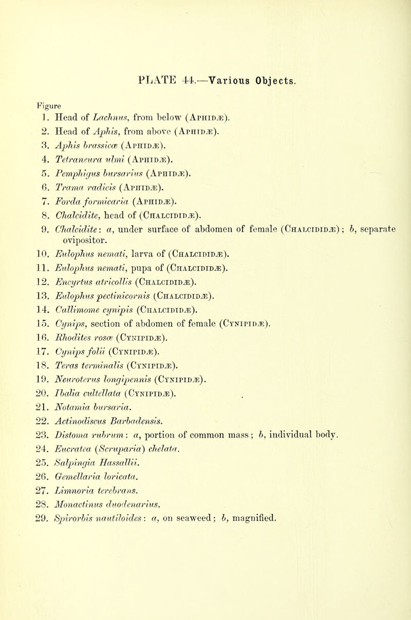 PLzVTE 4i.—Various Objects. Figure 1. Head of Lachnu^, from below (Aphid^). 2. Head of Aphis, from above (Aphid^e). 3. Aphis hrassicce (ArniDiE). 4. Tefraneura vJmi (Aphid.33). 5. Pemphigus hursarius (Aphid^). 6. Trama radicis (Aphidte). 7. Forda fonnicaria (Aphid^). 8. Chalcidite, head of (CHALCiDir)^.). 9. Chalcidite: a, under surface of abdomen of female (Chalcidid^) ; 6, separate ovipositor. 10. Eulophtis nemati, larva of (Chalcidid^e). 11. Eidophus nemati, jiupa of (Chalcidid^). 12. Encyrt2is atricoll/s (CnALCiDiDiE). 13. Eidophus pectinicornis (CHALcroiDiE). 14. Ctdlimome cympis (Chalcidtd.?;). 15. Cynips, section of abdomen of female (Cynipid^). 16. Bhodites roscc (Cynipid^). 17. Cynips folii (CYNiPiDJi). 18. Terns termincdis (Cynipidje). 19. Netiroterus longipennis (Cynipid^). 20. Ibalia cultellata (Cynipid.e). 21. Notamia hursaria. 22. Aetinodiseus Barhadensis. 23. Distoma ruhrum : a, portion of common mass ; h, individual body. 24. Eucratea (Scruparia) cheJatn. 25. Salpinyia Hassallii. 26. Oemellaria loricata. 27. Limnoria terehmns. 28. Monactinus duodenarius. 29. Spirorbis nautiloides : «, on seaweed; magnified.