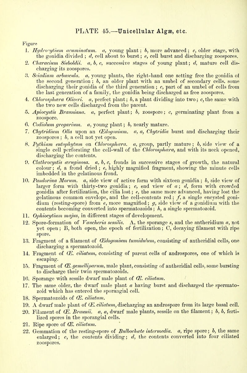 PLATE 15.—Unicellular Algae, etc. Figure 1. Hijcli-o-'iitiiim neuminatum. a, young plant: 6, more advanced ; c, older stage, with the gonidia divided ; d, cell about to burst; e, cell burst and discharging zoospores. 2. Chamcium Sieboldii. a, b, c, successive stages of young plant; d, mature cell dis- charging its zoospores. Sctadium arhumda. a, young plants, the right-hand one setting free the gonidia of the second generation ; h, an older plant with an umbel of secondary cells, some discharging their gonidia of the third generation ; c, part of an umbel of cells from the last generation of a family, the gonidia being discharged as free zoospores. 4. Chlurosplicera Olivcri. a, perfect plant; b, a plant dividing into two; e,the same with the two new cells discharged from the parent. 5. Apioci/stis Brauniana. a, perfect plant; b, zoospore; <?, germinating plant from a zoospore. (S. Codiolum f/regai-ium. a, young plant; b, nearly mature. 7. Chytridittm Olla upon an (Edot/onium. a. a, Chytridia burst and discharging their zoospores : b, a cell not yet open. 8. Pi/fhium entophyttm on Chlorospluera. a, group, partly mature ; b, side view of a single cell perforating the cell-wall of the Chlorosphcera, and with its ueclc opened, discharging the contents. 9. Clathrocystis cemginosa. a, b, c, fronds in successive stages of growth, the natural colour; d, a frond dried; e, highly magnified fragment, showing the minute cells imbedded in the gelatinous frond. 10. Pandorina Morum. a, side view of active form with sixteen gonidia ; b, side view of larger form with thirty-two gonidia; c, end view of a ; d, form with crowded gonidia after fertilization, the cilia lost; e, the same more advanced, having lost the gelatinous common envelope, and the cell-contents red; f, a single encysted goni- diuni (resting-spore) from e, more magnified; g, side view of a gonidium with the contents becoming converted into spermatozoids ; h, a single spermatozoid. 11. Ophiocytium inajus, in different stages of development. 12. Spore-formation of Vcmcheria sessilis. A, the sporange s, and the antheridium a, not yet open ; B, both open, the epoch of fertilization; C, decaying filament with ripe spore. 1.3. Fragment of a filament of (Edogmimm tmnidulvm, consisting of antheridial cells, one discharging a spermatozoid. 14. Fragment of CE. ciliatum, consisting of parent cells of androspores, one of which is escaping. 15. Fragment of ffi. gemeUiparum, male plant, consisting of antheridial cells, some bursting to discharge their twin spermatozoids. IG. Sporange with sessile dwarf male plant of CE. ciludum. f 17. The same older, the dwarf male plant a having burst and discharged the spermato- zoid which has entered the sporangial cell. 18. Spermatozoids of (E. ciliatum. 19. A dwarf male plant of CE. ciliatum, discharging an androspore fi-om its large basal cell. 20. Filament of CE. Braunii. a, a, dwarf male plants, sessile on the filament; b, b, ferti- lized spores in the sporangial cells. 21. Ripe spore of (E. ciliatum. 22. Gemmation of the resting-spore of Bidbochate intermedia, a, ripe spore; b, the same enlarged; c, the contents dividing; d, the contents converted into four ciliated zoospores.