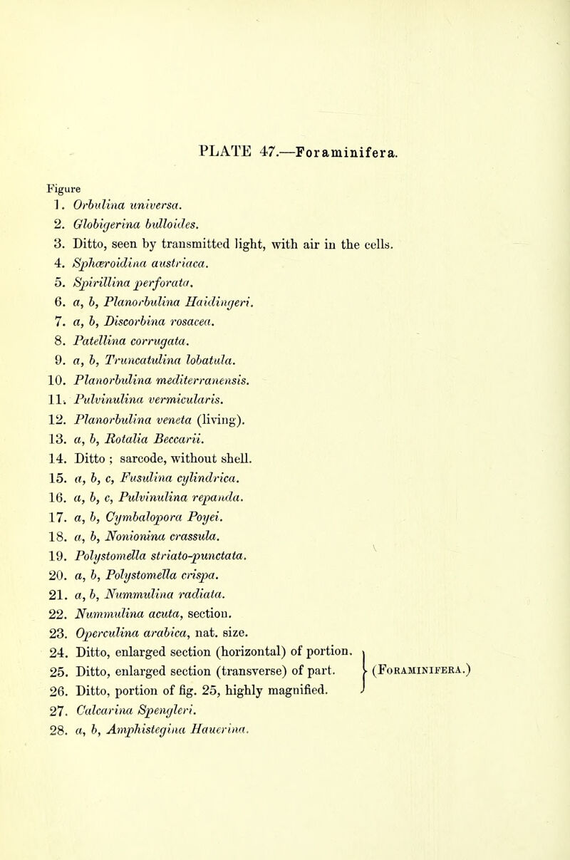 PLATE 47.—Foraminifera. Figure 1. Orhnlina universa. 2. Olohigerina bvlloides. 3. Ditto, seen by transmitted light, with air in the cells. 4. SphcBroidiiia austriaca. 5. Spirillina perforata, 6. a, h, Planorbulina Haidingeri. 7. a, b, Discorbina rosacea. 8. Patellina corrugata. 9. a, b, Truncatulina lobatula. 10. Planorbulina mediten-anensis. 11. Pulvinulina vermicularis. 12. Planorbulina veneta (living), 13. a, b, Rotalia Beccarii. 14. Ditto ; sarcode, without shell. 15. (/, b, c, Fusidina cylindrica. 16. a, b, c, Pulvinulina repanda. 17. a, b, Cymbalopora Poyei. 18. a, b, Nonionina crassula, 19. Polystomella striato-punctata. 20. a, b, Polystomella cnspa. 21. a, b, Nummidina radiata. 22. Nummidina acuta, sectiou. 23. Operculina arabica, nat. size. 24. Ditto, enlarged section (horizontal) of portion. » 25. Ditto, enlarged section (transverse) of part. V (Foraminifera.) 26. Ditto, portion of fig. 25, highly magnified. J 27. Calcarina Spengleri. 28. a, b, Amphistegiiia Hauerina.