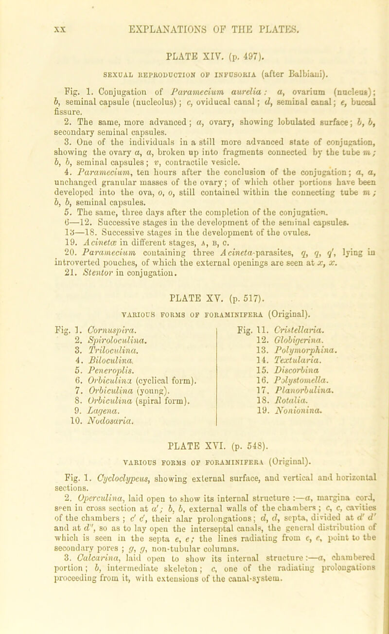 PLATE XIV. (p. 497). sexual reproduction op infcsouia (after Balbiaui). Fig. 1. Conjugation of Paramecium aurelia: a, ovarium (nucleus); b, seminal capsule (nucleolus); c, oviducal canal; d, seminal canal; e, buccal fissure. 2. The same, more advanced ; a, ovary, showing lobulated surface; h, b, secondary seminal capsules. 3. One of the individuals in a still more advanced state of conjugation, showing the ovary a, a, broken up into fragments connected by the tube m; b, b, seminal capsules; v, contractile vesicle. 4. Paramecium, ten hours after the conclusion of the conjugation; a, a, unchanged granular masses of the ovary; of which other portions have been developed into the ova, o, o, still contained within the connecting tube m ; b, b, seminal capsules. 5. The same, three days after the completion of the conjugation. (5—12. Successive stages in the development of the seminal capsules. IS—18. Successive stages in the development of the ovules. 19. Acinetce in different stages, a, b, o. 20. Paramecium containing three A cinefa-parasites, q, q, q', lying in introverted pouches, of which the external openings are seen at x, x. 21. Stentor in conjugation. PLATE XV. (p. 517). VARIOUS FORMS OF FORAMINIFERA (Original). Fig. 1. Cornuspira. 2. Spiroloculina. 3. Triloculina. 4. Biloculina. 5. Peneroplis. 6. Orbiculina (cyclical form). 7. Orbiculina (young). 8. Orbiculina (spiral form). 9. Lagena. 10. Nudosaria. Fig. 11. Crixtellaria. 12. Globigerina. 13. Polymorphina. 14. Textularia. 15. Discorbina 16. PolystomeUa. 17. Planorbulina. 18. Rotalia. 19. Nonionina. PLATE XVI. (p. 548). VARIOUS FORMS OF FORAMINIFERA (Original). Fig. 1. Cycloclypeus, showing external surface, and vertical and horizontal sections. 2. Operculina, laid open to show its internal structure :—a, margina cord, seen in cross section at a'; b, b, external walls of the chambers; c, c, cavities of the chambers ; c' c', their alar prolongations; d, d, septa, divided at d'd' and at d, so as to lay open the interseptal canals, the general distribution of which is seen in the septa e, e; the lines radiating from c, e, point to the secondary pores ; g, g, non-tubular columns. 3. Calcarina, laid open to show its internal structure:—a, chambered portion; b, intermediate skeleton; c, one of the radiating prolongations proceeding from it, with extensions of the canal-system.