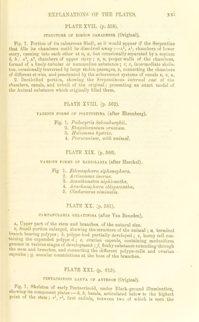PLATE XVII. (p. 558). structure op EozooN canabense (Original). Fig. 1. Portion of its calcareous Shell, as it would appear if the Serpentine that fills its chambers could be dissolved away :—a1, a1, chambers of lower story, opening into each other at a, a, but occasionally separated by a septum b, b; a2, A2, chambers of upper story ; b, b, proper walls of the chambers, formed of a finely-tubular or nummuline substance ; o, o, intermediate skele- ton, occasionally traversed by large stolon-passages, D, connecting the chambers of different stories, and penetrated by the arborescent systems of canals e, e, e. 2. Decalcified portion, showing the Serpentinous internal cast of the chambers, canals, and tubuli of the original; presenting an exact model of the Animal substance which originally filled them. PLATE XVIII. (p. 562). various forms op polycystina (after Ehrenberg). Fig. 1, Podocyrtis Schomburgkii. 2. Rhopalocanium ornatum. 8. Haliomma hystrix. 4. Ptcrucanium, with animal. PLATE XIX. (p. 566). various forms op rabiolaria (after Haeckel). Fig 1. Etlimosphcera siphonophora. 2. Actinomma inerme. 3. Acanthometra xipldcantha. 4. A rachnosphmra obligacantha. 5. Cladococcus viminalis. PLATE XX. (p. 581). *> campanularia gelatinosa (after Van Beneden). a, Upper part of the stem and branches, of the natural size. b, Small portion enlarged, showing the structure of the animal; a, terminal branch bearing polypes; b, polype-bud partially developed ; c, horny cell con- taining the expanded polype d; e, ovarian capsule, containing medusiform gemma; in various stages of development ;f fleshy substance extending through the stem and branches, and connecting the different polype-cells and ovarian capsules ; g, annular constrictions at the base of the branches. PLATE XXL (p. 615). PENTACRINOIB LARVA OF ANTEBON (Original). Fig. -. Skeleton of early Pentacrinoid, under Black-ground illumination, showing: its component plates 6, b, basals, articulated below to the highest poin o ie stem ; r , r1, first radials, between two of which is seen the