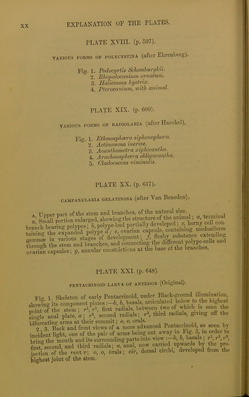 PLATE XVIII. (p. 597). VARIOUS FORMS OF poLYCYSTiNA (after Ebrenberg). Fig. 1. Poclocyrtis Schomhurghii. 2. Bhopalocanium ornatum. 3. Haliomma hystrix. 4. Ptcrocanium, with a,niinal. PLATE XIX. (p. 600). VARIOUS FORMS OF RADiOLARiA (after Haeckcl), Fig. 1. Ethmosphcera siphonophora. 2. Actinomma inerme. 3. Acanthometra xiphicantha. 4. ArachnospliKTO, obligciccmthci. 5. Oladococcus viminalis. PLATE XX. (p. 617). CAMFANULARiA GELATiNOSA (after Van Beneden), A Tinner nart of the stem and brandies, of tbe natural size. . • i n K nortion enlarged, sbowing tbe structure of tbe animal; a, terminal ,,arScapsules; ,J, annular consl.icticns at tire base r.l the brancbc. PLATE XXI. (p. 648). PENTACRINOID LARVA OF ANTEDON (OnglUal). Fis 1 Skeleton of early Pentacrinoid, uuder Black-^-onnd illumination 8bo>ifng its component plates :-6, h, basals, arliculatod below to the higbest point of tbe stem; d,V, first radials, between two of wb.di is Se anal plate, a; second radials; third radials, giving off tbe bifurcating arms at tbeir summit; o, o, orals. , a. • • i i r 3. Back and front views of a more advanced Pentacnnouh as seen by incident light, one of the pair of arms being cut away in Iig. o, in order to bring the mouth and its surrounding parts into view : h,b, basals , r r-, r, first second, and third radials; a, anal, now carried upwards by the pro- jecBon of the ventw; o, o, orals; cir, dorsal cirrhi, developed from the highest joint of the stem.