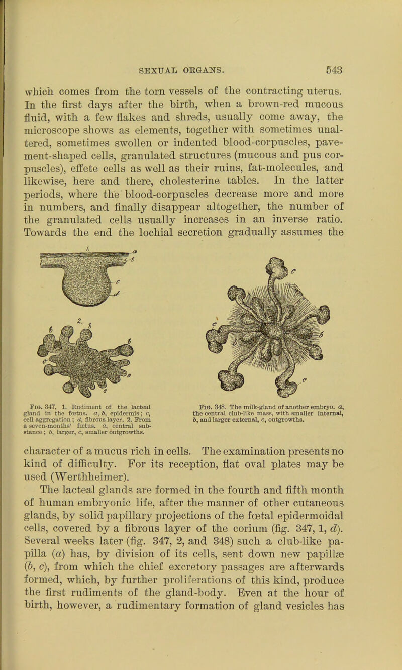 which comes from the torn vessels of the contracting uterus. In the first days after the birth, when a brown-red mucous fluid, with a few Hakes and shreds, usually come away, the microscope shows as elements, together with sometimes unal- tered, sometimes swollen or indented blood-corpuscles, pave- ment-shaped cells, granulated structures (mucous and pus cor- puscles), effete cells as well as their ruins, fat-molecules, and likewise, here and there, cliolesterine tables. In the latter periods, where the blood-corpuscles decrease more and more in numbers, and finally disappear altogether, the number of the granulated cells usually increases in an inverse ratio. Towards the end the lochial secretion gradually assumes the character of a mucus rich in cells. The examination presents no kind of difficulty. For its reception, flat oval plates may be used (Werthlieimer). The lacteal glands are formed in the fourth and fifth month of human embryonic life, after the manner of other cutaneous glands, by solid papillary projections of the foetal epidermoidal cells, covered by a fibrous layer of the corium (fig. 347, 1, d). Several weeks later (fig. 347, 2, and 348) such a club-like pa- pilla (a) has, by division of its cells, sent down new papilke (b, c), from which the chief excretory passages are afterwards formed, which, by further proliferations of this kind, produce the first rudiments of the gland-body. Even at the hour of birth, however, a rudimentary formation of gland vesicles has Fig. 347. 1. Rudiment of the lacteal gland in the foetus, a, b, epidermis; c, cell aggregation ; d, fibrous layer. 2. From a seven-months’ foetus, a, central sub- stance ; 6, larger, c, smaller outgrowths. Fig. 348. The milk-gland of another embryo, a, the central club-like mass, with smaller internal, 6, and larger external, c, outgrowths.