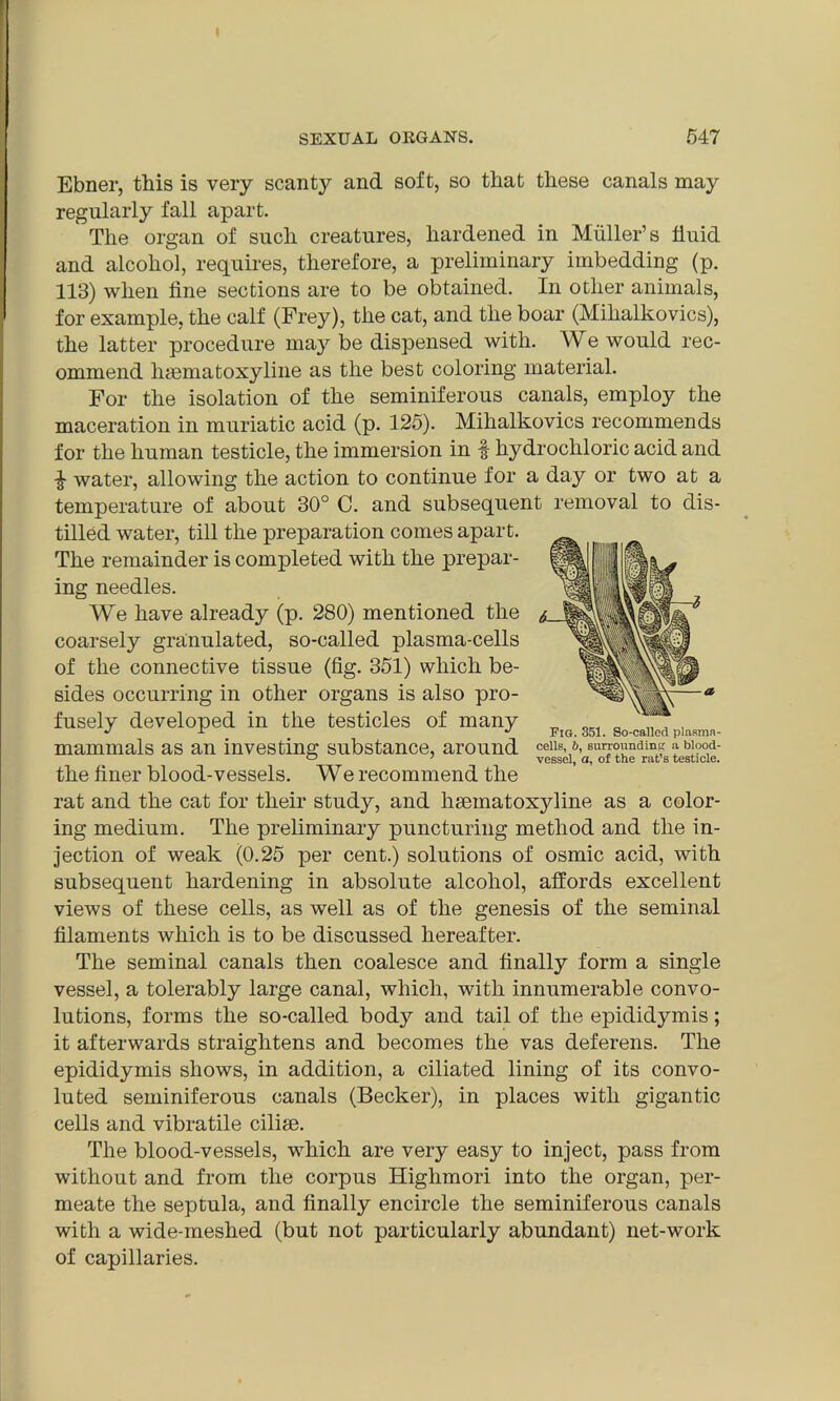 Ebner, this is very scanty and soft, so that these canals may regularly fall apart. The organ of such creatures, hardened in Muller’s fluid and alcohol, requires, therefore, a preliminary imbedding (p. 113) when fine sections are to be obtained. In other animals, for example, the calf (Frey), the cat, and the boar (Mihalkovics), the latter procedure may be dispensed with. We would rec- ommend hsematoxyline as the best coloring material. For the isolation of the seminiferous canals, employ the maceration in muriatic acid (p. 125). Mihalkovics recommends for the human testicle, the immersion in f hydrochloric acid and water, allowing the action to continue for a day or two at a temperature of about 30° C. and subsequent removal to dis- tilled water, till the preparation comes apart. The remainder is completed with the prepar- ing needles. We have already (p. 280) mentioned the coarsely granulated, so-called plasma-cells of the connective tissue (fig. 351) which be- sides occurring in other organs is also pro- fusely developed in the testicles of many mammals as an investing substance, around the finer blood-vessels. We recommend the rat and the cat for their study, and hseinatoxyline as a color- ing medium. The preliminary puncturing method and the in- jection of weak (0.25 per cent.) solutions of osmic acid, with subsequent hardening in absolute alcohol, affords excellent views of these cells, as well as of the genesis of the seminal filaments which is to be discussed hereafter. The seminal canals then coalesce and finally form a single vessel, a tolerably large canal, which, with innumerable convo- lutions, forms the so-called body and tail of the epididymis; it afterwards straightens and becomes the vas deferens. The epididymis shows, in addition, a ciliated lining of its convo- luted seminiferous canals (Becker), in places with gigantic cells and vibratile cilise. The blood-vessels, which are very easy to inject, pass from without and from the corpus Highmori into the organ, per- meate the septula, and finally encircle the seminiferous canals with a wide-meshed (but not particularly abundant) net-work of capillaries. Fig. 351. So-called plasma- cells, 6, surrounding a blood- vessel, a, of the rat’s testicle.