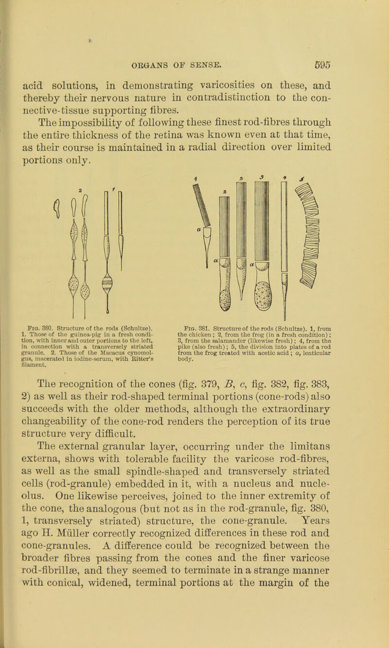 acid solutions, in demonstrating varicosities on these, and thereby their nervous nature in contradistinction to the con- nective-tissue supporting fibres. The impossibility of following these finest rod-fibres through the entire thickness of the retina was known even at that time, as their course is maintained in a radial direction over limited portions only. Fig. 3S0. Structure of the rods (Schultze). 1. Those of the guinea-pig in a fresh condi- tion, with innerand outer portions to the left, in connection with a transversely striated granule. 2. Those of the Macacus cynomol- gus, macerated in iodine-serum, with Ritter’s filament. 4 v> 3 * < Fig. 381. Structure of the rods (Schultze). 1, from the chicken ; 2, from the frog (in a fresh condition); 3, from the salamander (likewise fresh) ; 4, from the pike (also fresh); 5, the division into plates of a rod from the frog treated with acetic acid ; a, lenticular body. The recognition of the cones (fig. 379, jB, c, fig. 382, fig. 383, 2) as well as their rod-shaped terminal portions (cone-rods) also succeeds with the older methods, although the extraordinary changeability of the cone-rod renders the perception of its true structure very difficult. The external granular layer, occurring under the limitans externa, shows with tolerable facility the varicose rod-fibres, as well as the small spindle-shaped and transversely striated cells (rod-granule) embedded in it, with a nucleus and nucle- olus. One likewise perceives, joined to the inner extremity of the cone, the analogous (but not as in the rod-granule, fig. 380, 1, transversely striated) structure, the cone-granule. Years ago H. Muller correctly recognized differences in these rod and cone-granules. A difference could be recognized between the broader fibres passing from the cones and the finer varicose rod-fibrillae, and they seemed to terminate in a strange manner with conical, widened, terminal portions at the margin of the