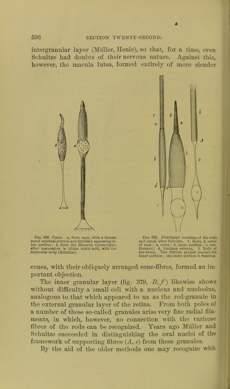 596 SECTION TWENTY-SECOND. intergranular layer (Muller, Henle), so that, for a time, even Schultze had doubts of their nervous nature. Against this, however, the macula lutea, formed entirely of more slender A Fig. 382. Cones, a, from man, with a decom- posed external portion and fibrillary appearing in- ner portion; 6, from the Macacus cynomolgus, after maceration in dilute nitric acid, with the lenticular body (Schultze). Fig. 3S-3. Fibrillated covering of the rods and cones, after Schultze. 1. Rods, 2, cones of man ; a, outer; 6, inner portion: c, rod- filament ; d, limitans exterua. 3. Rods of the sheep. The fibrillse project beyond the inner portion; the outer portion is wanting. cones, with their obliquely arranged cone-fibres, formed an im- portant objection. The inner granular layer (fig. 379, B,f) likewise shows without difficulty a small cell with a nucleus and nucleolus, analogous to that which appeared to us as the rod-granule in the external granular layer of the retina. From both poles of a number of these so-called granules arise very fine radial fila- ments, in which, however, no connection with the varicose fibres of the rods can be recognized. Years ago Muller and Schultze succeeded in distinguishing the oval nuclei of the framework of supporting fibres (A, e) from these granules. By the aid of the older methods one may recognize with