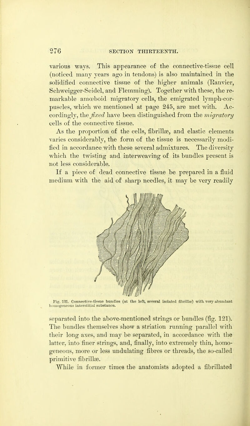 various ways. This appearance of the connective-tissue cell (noticed many years ago in tendons) is also maintained in the solidified connective tissue of the higher animals (Ranvier, Schweigger-Seidel, and Flemming). Together with these, the re- markable amoeboid migratory cells, the emigrated lymph-cor- puscles, which we mentioned at page 245, are met with. Ac- cordingly, the Jixed have been distinguished from the migratory cells of the connective tissue. As the proportion of the cells, fibrillse, and elastic elements varies considerably, the form of the tissue is necessarily modi- fied in accordance with these several admixtures. The diversity which the twisting and interweaving of its bundles present is not less considerable. If a piece of dead connective tissue be prepared in a fluid medium with the aid of sharp needles, it may be very readily Pig. 121. Connective-tissue bundles (at the left, several isolated fibrillje) vrith very abundant homogeneous interstitial substance. separated into the above-mentioned strings or bundles (fig. 121). The bundles themselves show a striation running parallel with their long axes, and may be separated, in accordance with the latter, into finer strings, and, finally, into extremely thin, homo- geneous, more or less undulating fibres or threads, the so-called primitive fibrillie. While in former times the anatomists adopted a fibrillated