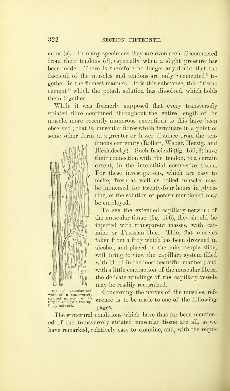 cuius (g). In many specimens they are even seen disconnected from their tendons (d), especially when a slight pressure has been made. There is therefore no longer any doubt that the fasciculi of the muscles and tendons are only  cemented to- gether in the firmest manner. It is this substance, this  tissue cement which the potash solution has dissolved, which holds them together. While it was formerly supposed that every transversely striated fibre continued throughout the entire length of its muscle, more recently numerous exceptions to this have been observed; that is, muscular fibres which terminate in a point or some other form at a greater or lesser distance from the ten- dinous extremity (Kollett, Weber, Herzig, and Biesiadeeky). Such fasciculi (fig. 150, 6) have their connection with the tendon, to a certain extent, in the interstitial connective tissue. For these investigations, which are easy to make, fresh as well as boiled muscles may be immersed for twenty-four hours in glyce- rine, or the solution of potash mentioned may be employed. To see the extended capillary network of the nniscnlar tissue (fig. 156), they should be injected with transparent masses, with car- mine or Prussian blue. Thin, fiat muscles taken from a frog which has been drowned in alcohol, and placed on the microscopic slide, will bring to view the capillary system filled with blood in the most beautiful manner; and with a little contraction of the miiscular fibres, the delicate windings of the capillary vessels may be readily recognized. Concerning the nerves of the muscles, ref- erence is to be made to one of the following Fig. 156. Vascular net- work of a transversely etrlated muscle; a, ar- tery ; b, vein ; c cl, the cap- illary network. pages. The structural conditions which have thus far been mention- ed of the transversely striated muscular tissue are all, as we have remarked, relatively easy to examine, and, with the requi-