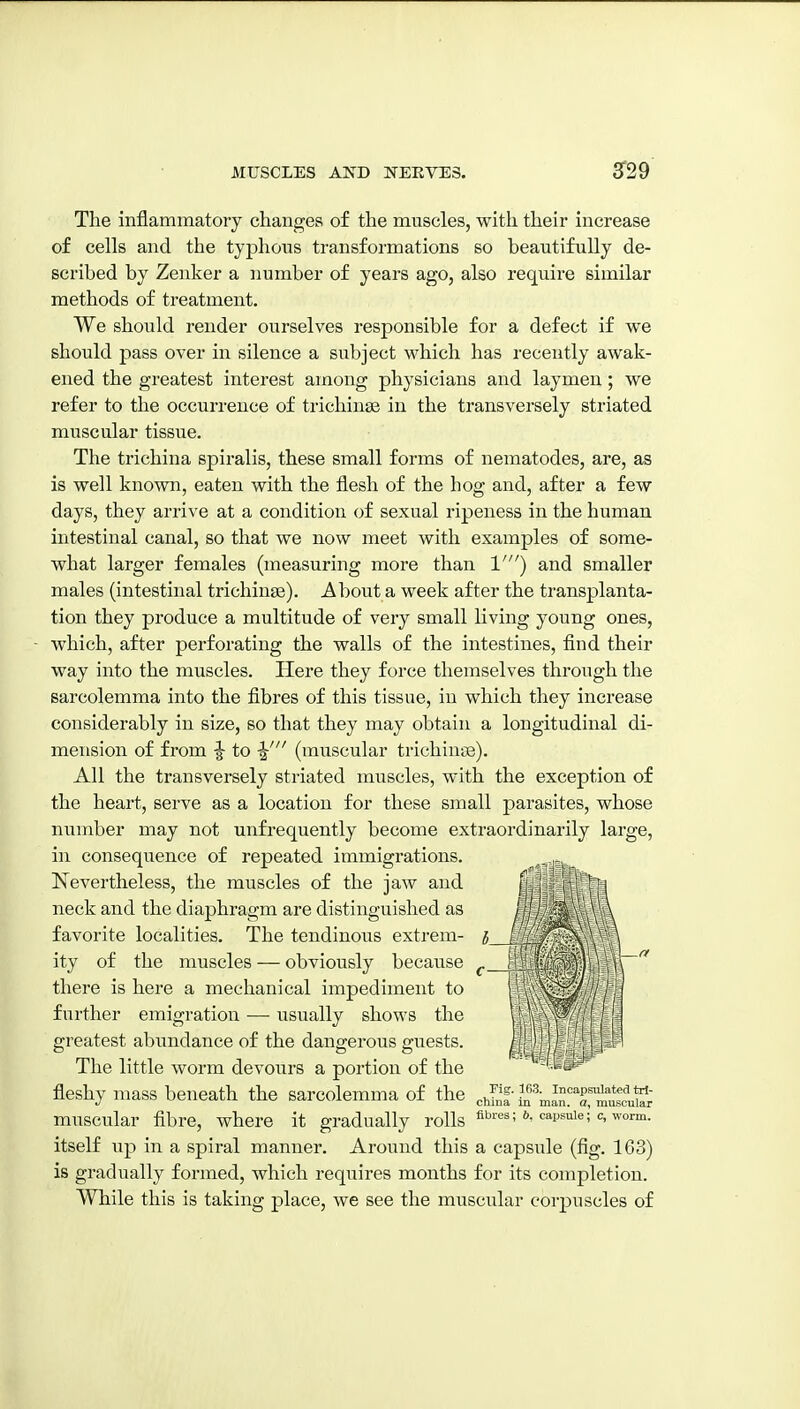 The inflammatory changes of the muscles, with their increase of cells and the typhous transformations so beautifully de- scribed by Zenker a number of years ago, also require similar methods of treatment. We should render ourselves responsible for a defect if we should pass over in silence a subject which has recently awak- ened the greatest interest among physicians and laymen; we refer to the occurrence of trichinae in the transversely striated muscular tissue. The trichina spiralis, these small forms of nematodes, are, as is well known, eaten with the flesh of the hog and, after a few days, they arrive at a condition of sexual ripeness in the human intestinal canal, so that we now meet with examples of some- what larger females (measuring more than 1') and smaller males (intestinal trichinae). About a week after the transplanta- tion they produce a multitude of very small living young ones, which, after perforating the walls of the intestines, flnd their way into the muscles. Here they force themselves through the sarcolemma into the fibres of this tissue, in which they increase considerably in size, so that they may obtain a longitudinal di- mension of from -J to (muscular trichince). All the transversely striated muscles, with the exception of the heart, serve as a location for these small parasites, whose number may not unfrequently become extraordinarily large, in consequence of repeated immigrations. Nevertheless, the muscles of the jaw and neck and the diaphragm are distinguished as favorite localities. The tendinous extrem- ity of the muscles — obviously because there is here a mechanical impediment to further emigration — usually shows the greatest abundance of the dangerous guests. ^ ^ The little worm devours a portion of the ^^ti fleshy mass beneath the sarcolemma of the chTnf ^■''man?Tmu'^cui?r muscular fibre, where it gradually rolls '^''^^'^^i''''^ itself up in a spiral manner. Around this a capsule (fig. 163) is gradually formed, which requires months for its completion. While this is taking place, we see the muscular corpuscles of