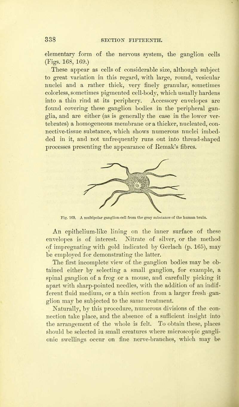 elementary form of tlie nervous system, the ganglion cells (Figs. 168, 169.) These appear as cells of considerable size, although subject to great variation in this regard, with large, round, vesicular nuclei and a rather thick, very finely granular, sometimes colorless, sometimes pigmented cell-body, which usually hardens into a thin rind at its periphery. Accessory envelopes are found covering these ganglion bodies in the peripheral gan- glia, and are either (as is generally the case in the lower ver- tebrates) a homogeneous membrane or a thicker, nucleated, con- nective-tissue substance, which shows numerous nuclei imbed- ded in it, and not unfrequently runs out into thread-shaped processes presenting the appearance of Kemak's fibres. Fig. 169. A multipolar ganglion-cell from the gray substance of the himian brain. An epithelium-like lining on the inner surface of these envelopes is of interest. Nitrate of silver, or the method of impregnating with gold indicated by Gerlach (p. 165), may be employed for demonstrating the latter. The first incomplete view of the ganglion bodies may be ob- tained either by selecting a small ganglion, for example, a spinal ganglion of a frog or a mouse, and carefully picking it apart with sharp-pointed needles, with the addition of an indif- ferent fluid medium, or a thin section from a larger fresh gan- glion may be subjected to the same treatment. Naturally, by this procedure, numerous divisions of the con- nection take place, and the absence of a suflicient insight into the arrangement of the whole is felt. To obtain these, places should be selected iu small creatures where microscopic gangli- onic swellings occur on fine nerve-bi-anches, which may be