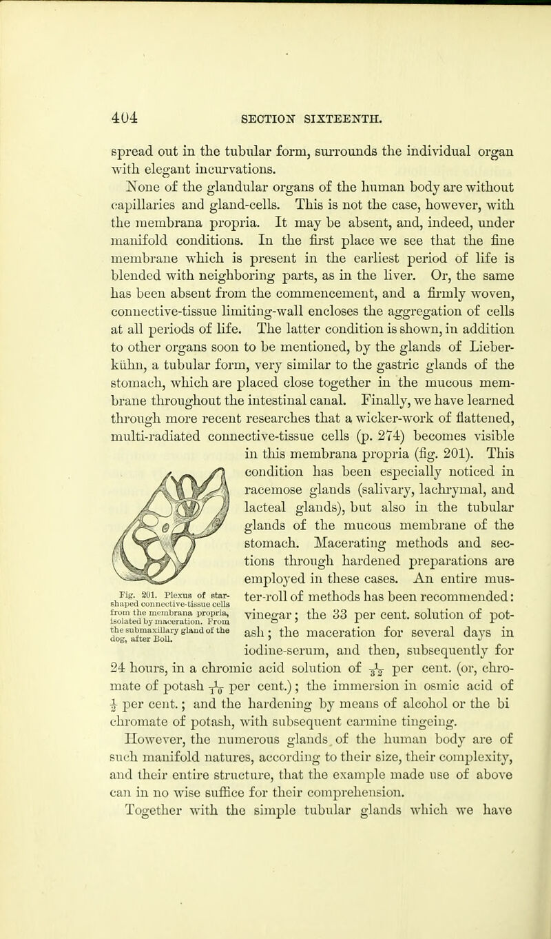 spread out in the tubular form, surrounds the individual organ with elegant iucurvations. ]^one of the glandular organs of the human body are without capillaries and gland-cells. This is not the case, however, with the raembrana propria. It may be absent, and, indeed, under manifold conditions. In the first place we see that the fine membrane which is present in the earliest period of life is blended with neighboring parts, as in the liver. Or, the same has been absent fi-om the commencement, and a firmly woven, connective-tissue limitiug-wall encloses the aggregation of cells at all periods of life. The latter condition is shown, in addition to other organs soon to be mentioned, by the glands of Lieber- kiihn, a tubular form, very similar to the gastric glands of the stomach, which are placed close together in the mucous mem- brane throughout the intestinal canal. Finally, we have learned through more recent researches that a wicker-work of flattened, multi-radiated connective-tissue cells (p. 274) becomes visible in this membrana propria (fig. 201). This condition has been especially noticed in racemose glands (salivary, lachi-ymal, and lacteal glands), but also in the tubular glands of the mucous membrane of the stomach. Macerating methods and sec- tions through hardened preparations are employed in these cases. An entire mus- Fig 201. Plexus of star- tcr-roll of mcthods has been recommended: snaped connective-tissue cells bom the membrana propria, yiueo'ar : the 33 per CCUt. SOlutioU of pot- isolated by maceration, trom o ? x the submaxillary gland of the ^gii. ^jje maceratiou for sevcral days in dog, after Boll. ' iodine-serum, and then, subsequently for 24 hours, in a chromic acid solution of -^^ per cent, (or, chro- mate of potash -^^ per cent.); the immersion in osmic acid of per cent.; and the hardening by means of alcohol or the hi chromate of potash, with subsequent carmine tingeiug. However, the numerous glands of the human body are of such manifold natures, according to their size, their complexity, and their entu'e structure, that the example made use of above can in no wise suflSce for their comprehension. Together with the simple tubular glands which we have