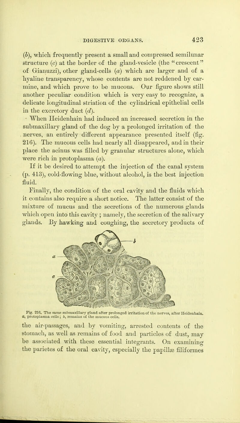(J), which frequently present a small and compressed semilunar structure (c) at the border of the gland-vesicle (the  crescent of Giauuzzi), other gland-cells (a) which are larger and of a hyaline transparency, whose contents are not reddened by car- mine, and which prove to be mucous. Our figure shows still another peculiar condition which is very easy to recognize, a delicate longitudinal striation of the cylindrical epithelial cells in the excretory duct (d). When Ileidenhain had induced an increased secretion in the submaxillary gland of the dog by a prolonged irritation of the , nerves, an entirely different appearance presented itself (fig. 216). The mucous cells had nearly all disappeared, and in their place the acinus was filled by granular structures alone, which were rich in protoplasma (a). If it be desired to attempt the injection of the canal system (p. 413), cold-flowing blue, without alcohol, is the best injection fluid. Finally, the condition of the oral cavity and the fluids which it contains also require a short notice. The latter consist of the mixture of mucus and the secretions of the numerous glands which open into this cavity ; namely, the secretion of the salivary glands. By hawking and coughing, the secretory products of Fig. 216. The same submaxillary gland after prolonged urritation of thu nerves, alter Heidenhaiu. a, protoplasma cells; b, remams of the mucous cells. the air-passages, and by vomiting, arrested contents of the stomach, as well as remains of food and particles of dust, may be associated with these essential integ-rants. On examinino- the parietes of the oral cavity, especially the papillae filiformes