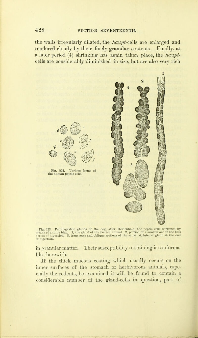 the walls irregularly dilated, the haupt-celh are enlarged and rendered cloudy by their finely gramdar contents. Finally, at a later period (4) shrinking has again taken place, the haupt- cells are considerably diminished in size, but are also very rich 1 Fig. 223. Peptic-gastric glands of the dog. after Hcideiihain, the peptic cells dnrkened by means of aniline blue. 1, the gland of the fasting nnimal: 2, portion of a swollen one in the first period of digestion ; 3, bransvcrse and oblique sections of the same; 4, tubular gland at the end of digestion. in granular matter. Their susceptibility to staining is conforma- ble therewith. If the thick mucous coating which usually occurs on the inner surfaces of the stonaach of herbivorous animals, espe- cially the rodents, be examined it will be found to contain a considerable number of the gland-cells in question, part of