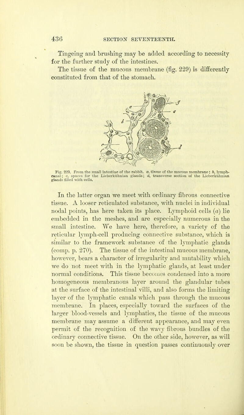 Tingeing and brusliing may be added according to necessity for the fiirtlier study of the intestines. The tissiie of the mucous membrane (fig. 229) is differently constituted from that of the stomach. Fig. 229. From the small intestiuc of the rabbit, a, tissue of the mucous membrane; b, Ivmph- caual; c, spaces for the Lleberkuhnian glands; d, transverse seotiou of the Lieberkuhnian glands filled with cells. In the latter organ we meet with ordinary fibrous connective tissue. A looser reticulated substance, with nuclei in individual nodal points, has here taken its place. Lymphoid cells (a) lie embedded in the meshes, and are especially numerous in the small intestine. We have here, therefore, a variety of the reticular lymph-cell producing connective substance, which is similar to the framework substance of the lymphatic glands (comp. p. 270). The tissue of the intestinal mucous membrane, however, bears a character of irregularity and mutability which we do not meet with in the lymphatic glands, at least under normal conditions. This tissue becomes condensed into a more homogeneous membranous layer around the glandular tubes at the surface of the intestinal villi, and also forms the limiting layer of the lymphatic canals which pass through the mucous membrane. In places, especially toward the surfaces of the larger blood-vessels and h^phatics, the tissue of the raucous membrane may assume a different appearance, and may even permit of the recognition of the wavy fibrous bundles of the ordinary connective tissue. On the other side, however, as will soon be shown, the tissue in question passes continuously over