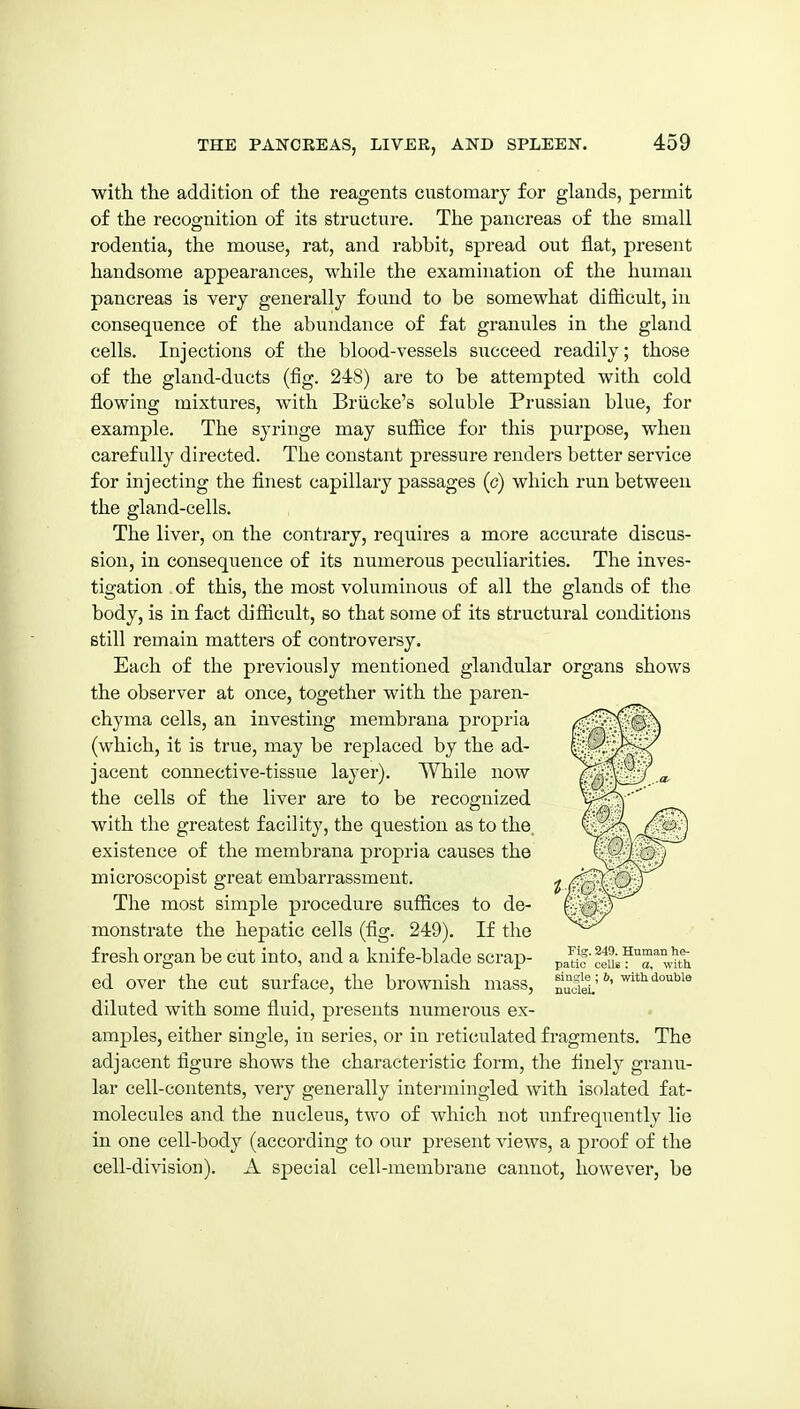 with the addition of the reagents customary for glands, permit of the recognition of its structure. The pancreas of the small rodentia, the mouse, rat, and rabbit, spread out flat, present handsome appearances, while the examination of the human pancreas is very generally found to be somewhat difficult, in consequence of the abundance of fat granules in the gland cells. Injections of the blood-vessels succeed readily; those of the gland-ducts (fig. 248) are to be attempted with cold flowing mixtures, with Briicke's soluble Prussian blue, for example. The syringe may suffice for this purpose, when carefully directed. The constant pressure renders better service for injecting the finest capillary passages (c) which run between the gland-cells. The liver, on the contrary, requires a more accurate discus- sion, in consequence of its numerous peculiarities. The inves- tigation of this, the most voluminous of all the glands of the body, is in fact difficult, so that some of its structural conditions still remain matters of controversy. Each of the previously mentioned glandular organs shows the observer at once, together with the paren- chyma cells, an investing membrana propria (which, it is true, may be replaced by the ad- jacent connective-tissue layer). While now the cells of the liver are to be recognized with the greatest facility, the question as to the. existence of the membrana propria causes the microscopist great embarrassment. The most simple procedure suffices to de- monstrate the hepatic cells (fig. 249). If the fresh organ be cut into, and a knife-blade scrap- p^yf ceuj?™^ wut ed over the cut surface, the brownish mass, ^'t^^'io^bie diluted with some fluid, presents numerous ex- amples, either single, in series, or in reticulated fragments. The adjacent figure shows the characteristic form, the finely granu- lar cell-contents, very generally intermingled with isolated fat- molecules and the nucleus, two of which not unfrequently lie in one cell-body (according to our present views, a proof of the cell-division). A special cell-membrane cannot, however, be