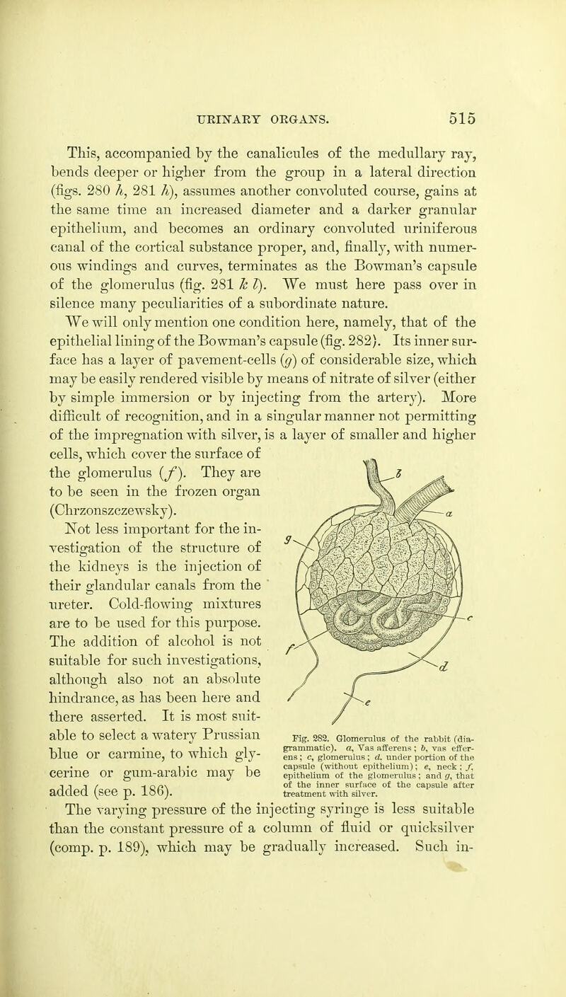 This, accompanied by the canalicules of the medullary ray, bends deeper or higher from the group in a lateral direction (figs. 280 A, 281 A), assumes another convoluted course, gains at the same time an increased diameter and a darker granular epithelium, and becomes an ordinary convoluted uriniferous canal of the cortical substance proper, and, finally, with numer- ous windings and curves, terminates as the Bowman's capsule of the glomerulus (fig. 281 k I). We must here pass over in silence many peculiarities of a subordinate nature. We will only mention one condition here, namely, that of the epithelial lining of the Bowman's capsule (fig. 282). Its inner sur- face has a layer of pavement-cells {g) of considerable size, which may be easily rendered visible by means of nitrate of silver (either by simple immersion or by injecting from the artery). More difficult of recognition, and in a singular manner not permitting of the impregnation with silver, is a layer of smaller and higher cells, which cover the surface of the glomerulus {f). They are to be seen in the frozen organ (Chrzonszczewsky). Not less important for the in- vestigation of the structure of the kidneys is the injection of their glandular canals from the ureter. Cold-flowing mixtures are to be used for this purpose. The addition of alcohol is not suitable for such investigations, althousrh also not an absolute hindrance, as has been here and there asserted. It is most suit- able to select a watery Prussian blue or carmine, to which gly- cerine or gum-arabic may be added (see p. 186). The varying pressure of the injecting syringe is less suitable than the constant pressure of a column of fluid or quicksilver (comp. p. 189), which may be gradually increased. Such in- Pig. 283. Glomerulus of the rabbit (dia- grammatic). «, Vas afferens ; 6, vas effer- ens; c, glomenihiB; d. under portion of the capsule (withoiit epithelium); e, neck : /, epithelium of the glomerulus; and g, that of the inner surface of the capsule after treatment with silver.