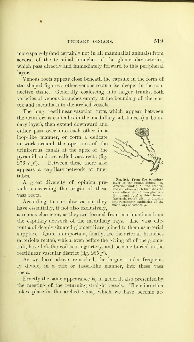more sparsely (and certainly not in all maranialial animals) from several of the terminal branches of the glomerular arteries, which pass directly and immediately forward to this peripheral layer. Yenous roots appear close beneath the capsule in the form of star-shaped figures ; other venous roots arise deeper in the con- nective tissue. Generally coalescing into larger trunks, both varieties of venous branches empty at the boundary of the cor- tex and medulla into the arched vessels. The long, rectilinear vascular tufts, which appear between the uriniferous canicules in the medullary substance (its boun- dary layer), then extend downward and either pass over into each other in a loop-like manner, or form a delicate network around the apertures of the uriniferous canals at the apex of the pyramid, and are called vasa recta (fig. 276 e f ). Between these there also appears a capillary network of finer tubes. A great diversity of opinion pre- vails concerning the origin of these vasa recta. According to our observation, they have essentially, if not also exclusively, a venous character, as they are formed from continuations from the capillary network of the medullary rays. The vasa effe- rent! a of deeply situated glomeruli are joined to them as arterial supplies. Quite unimportant, finally, are the arterial branches (arteriolse rectce), which, even before the giving off of the glome- ruli, have left the coil-bearing artery, and become buried in the rectilinear vascular district (fig. 285 y). As we have above remarked, the larger trunks frequent- ly divide, in a tuft or tassel-like manner, into these vasa recta. Exactly the same appearance is, in general, also presented by the meetino; of the returnino- straight vessels. Their insertion takes place in the arched veins, which we have become ac- Fig. 285. From the boundary laj'er of the liuman kidney, a, Arterial tnink ; 6, one branch, and e another which furnishes the vasa afferentia of two glomeru- li at c and d; f, a third branch (arteriola recta), with its division into rectilinear capillaries of the medullary substance, y.